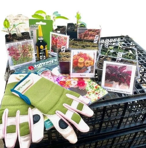 Backyard Summer Cutting Garden