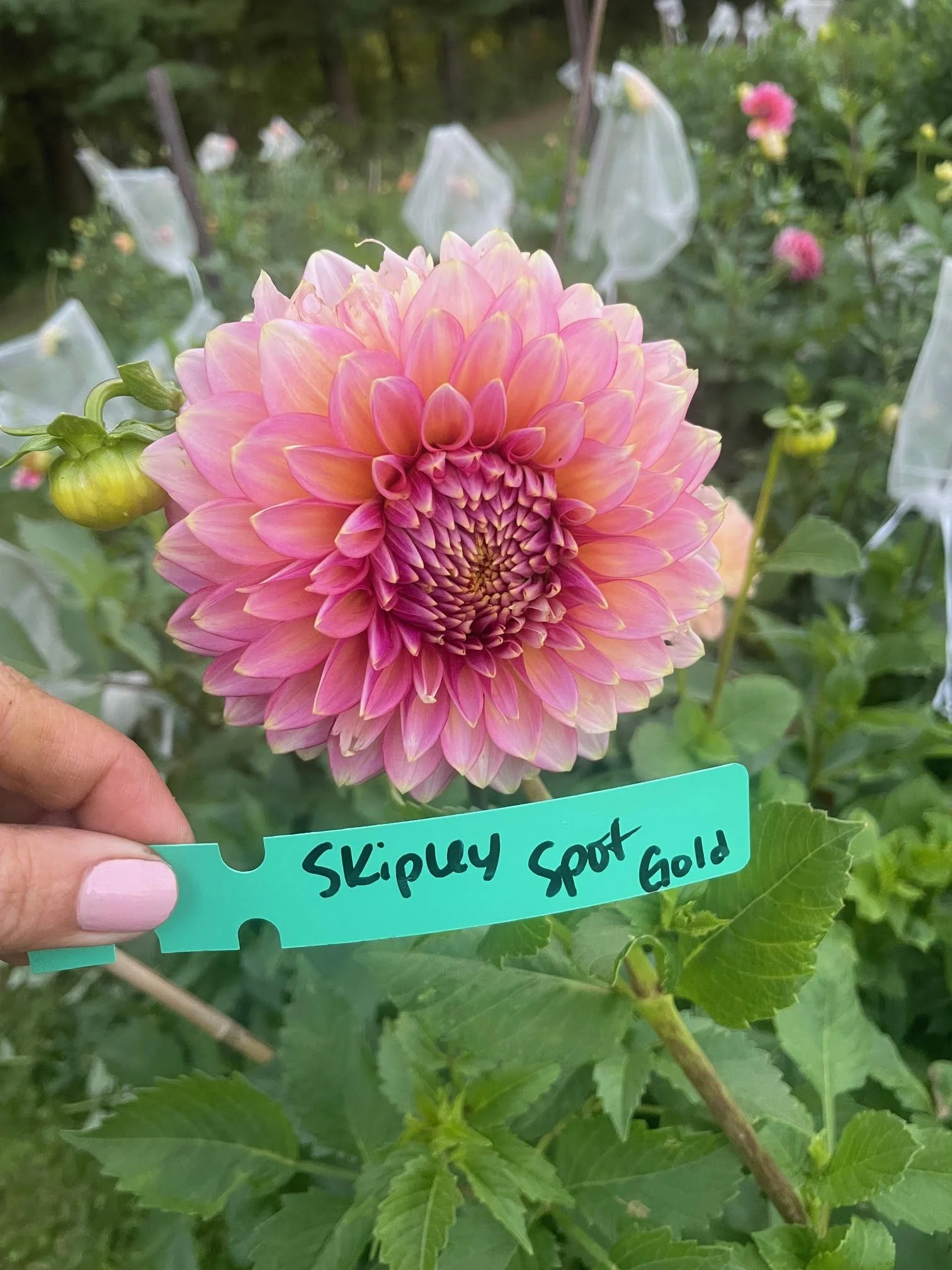 Skipley Spot of Gold