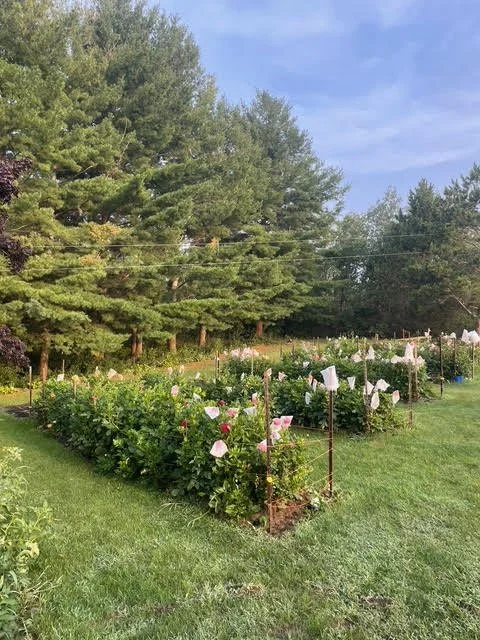 Personalized Upicks-Fields-2.jpg (Copy)