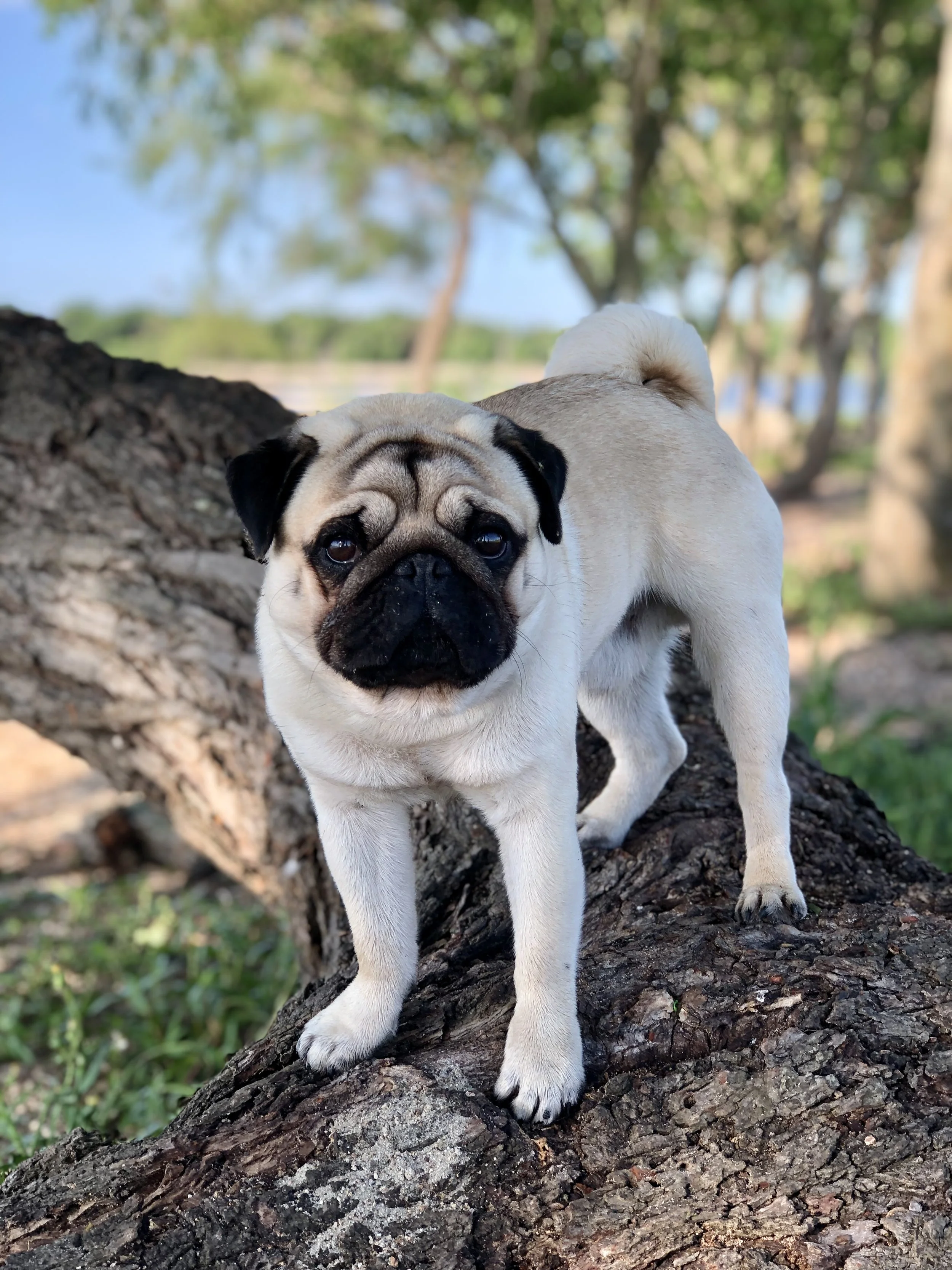Rethinking Canine Health: Germ Theory vs. Terrain Theory