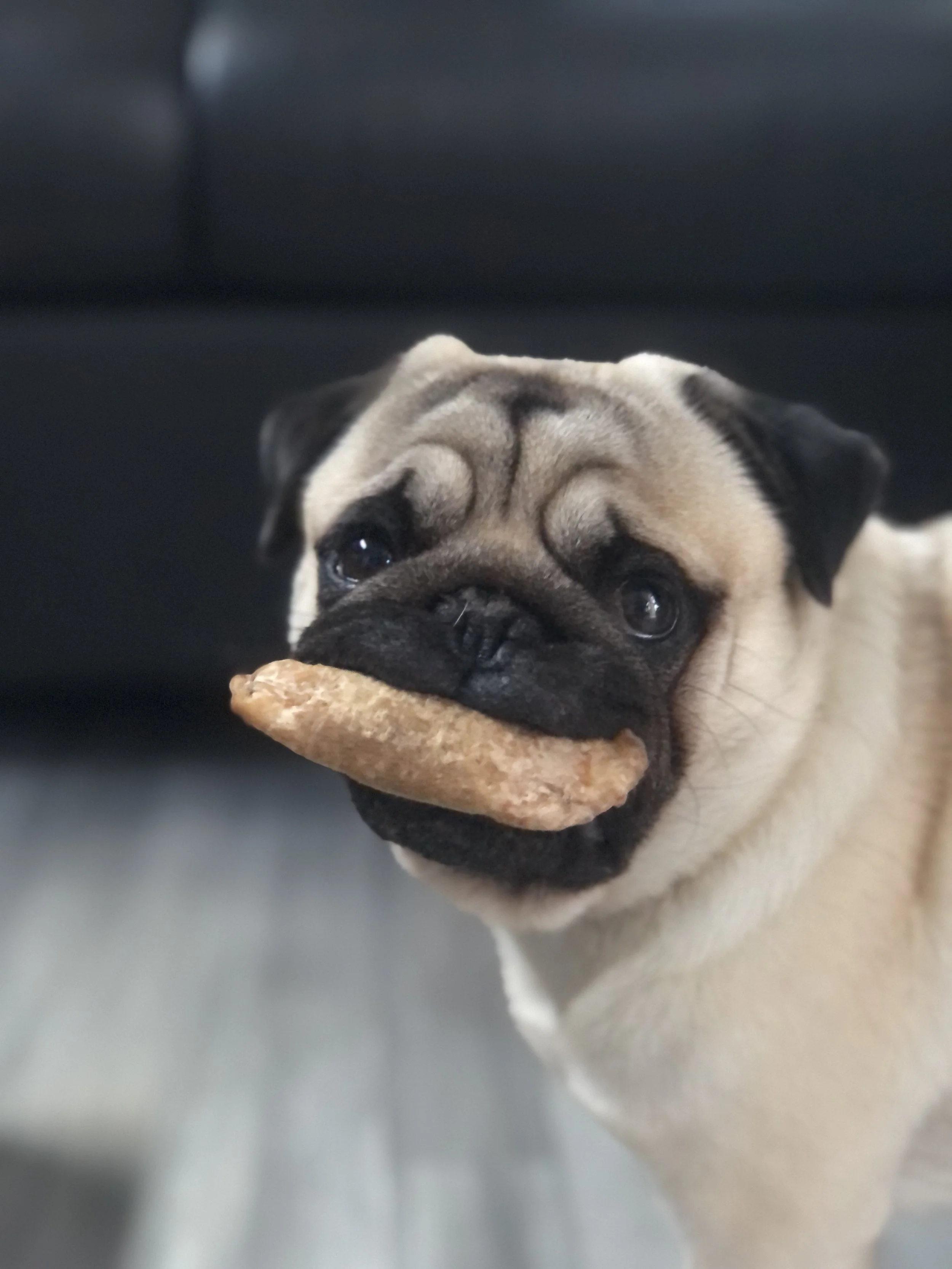 Choosing the Right Treat: Freeze-Dried vs. Dehydrated vs. Natural Hide Rolls