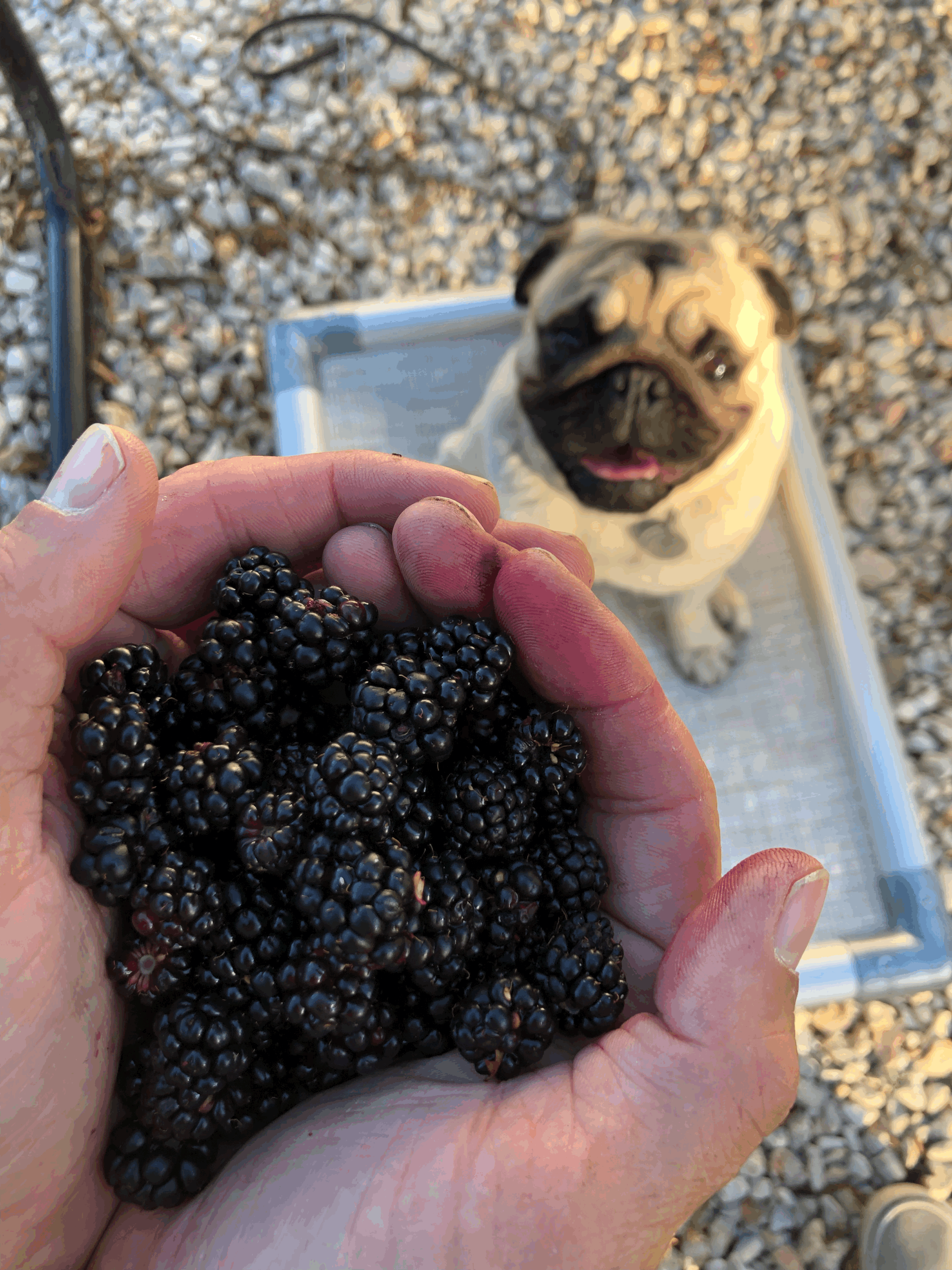 Hydrating Whole Food Treats for Dogs — Beyond the Water Bowl