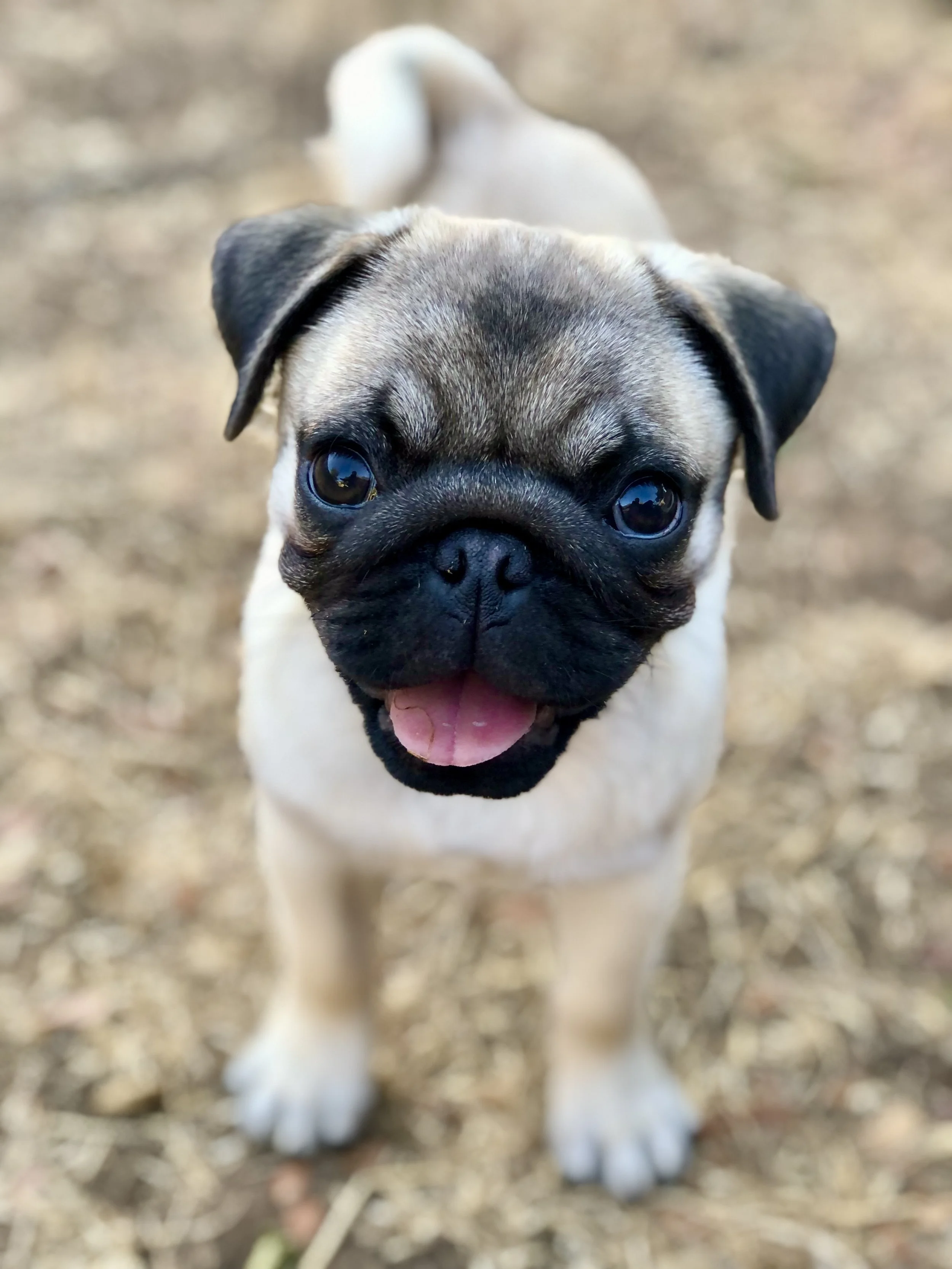 Covering Nutritional Gaps for Your Growing Raw-Fed Puppy