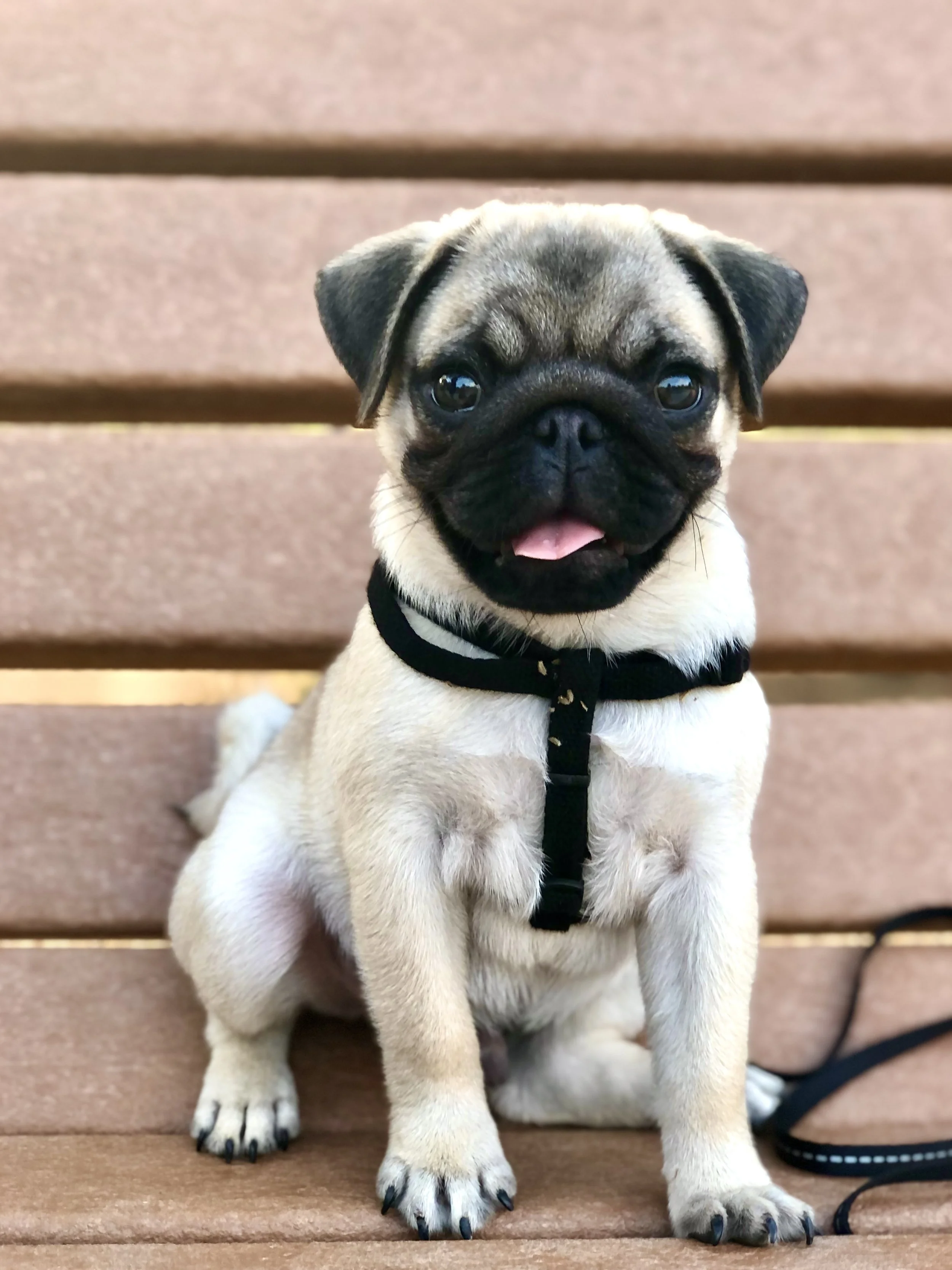 Welcoming Your New Rescue Dog Home with Nourishment &amp; Love