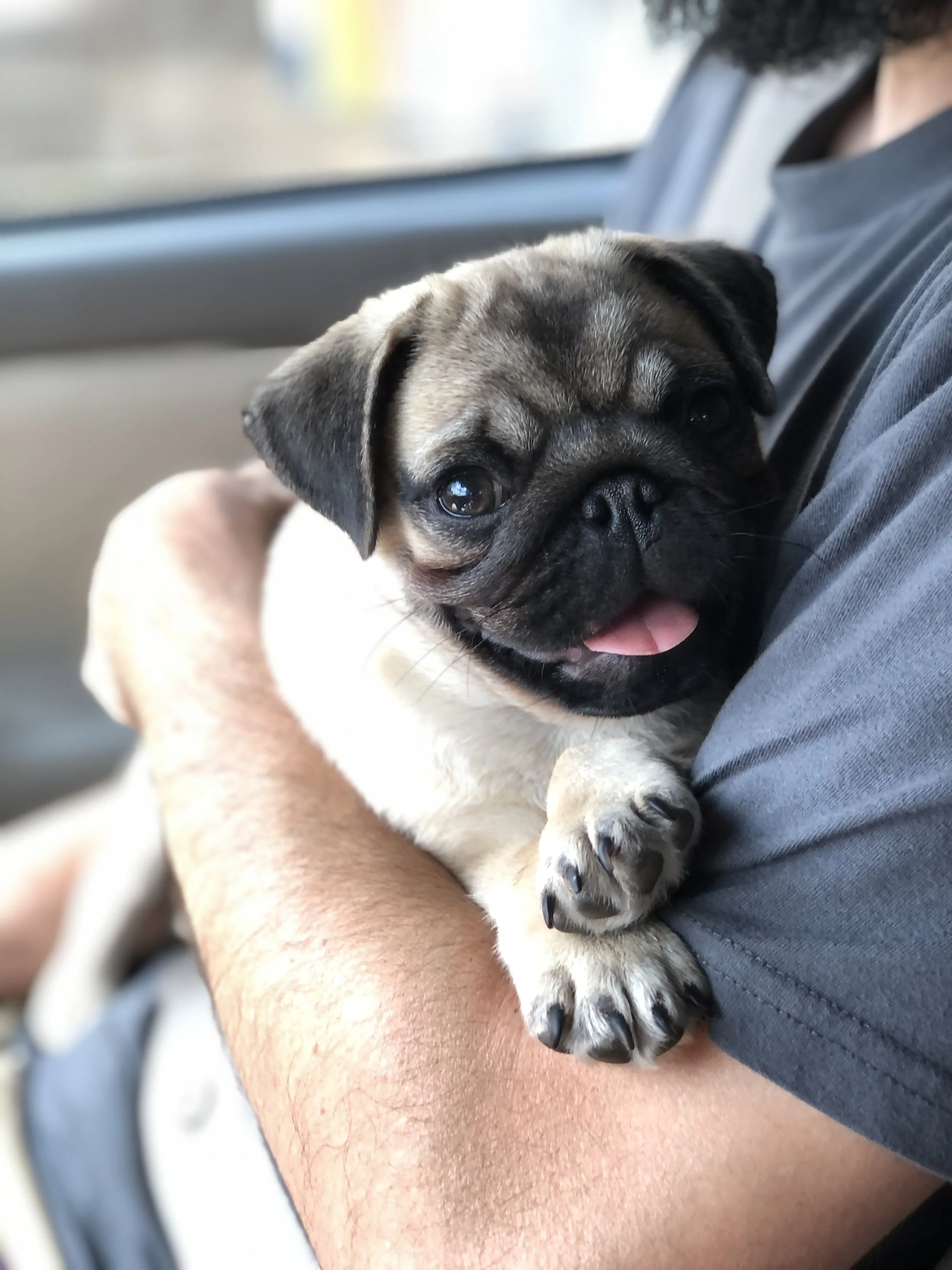 Raising Resilient Puppies: Five Modern Practices That Undermine Natural Development (and What to Do Instead)