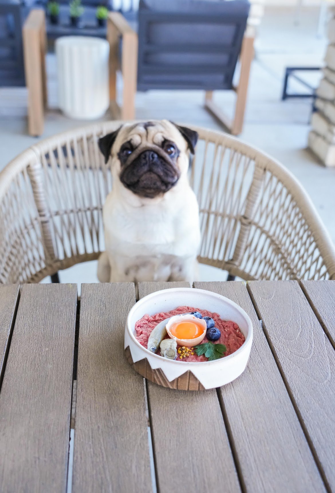 Raw Feeding for Dogs: How Real Food Can Reduce Vet Bills &amp; Improve Long-Term Health