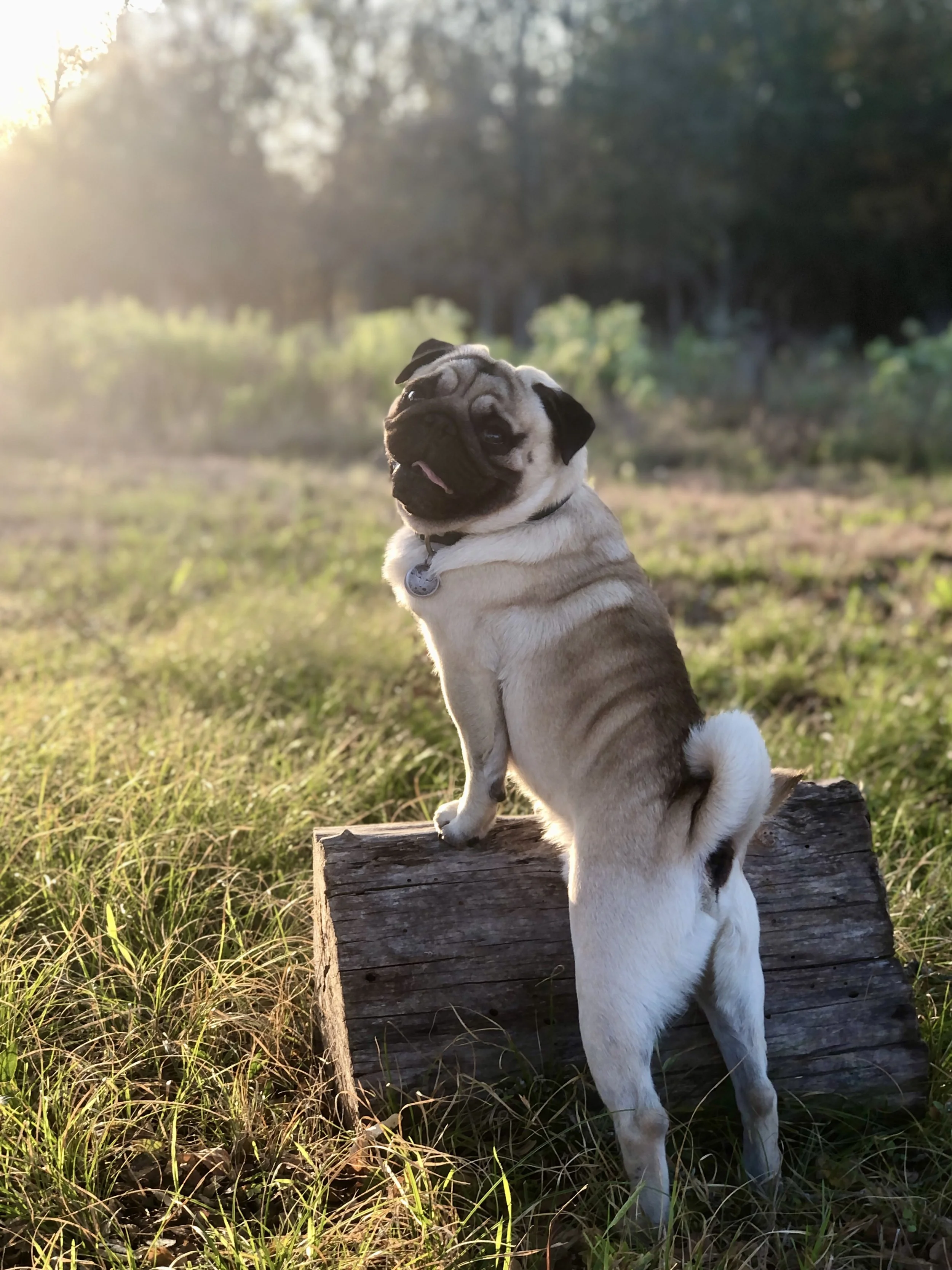 Stop Normalizing Chronic Illness in Dogs: How to Address Root Causes Instead of Symptoms