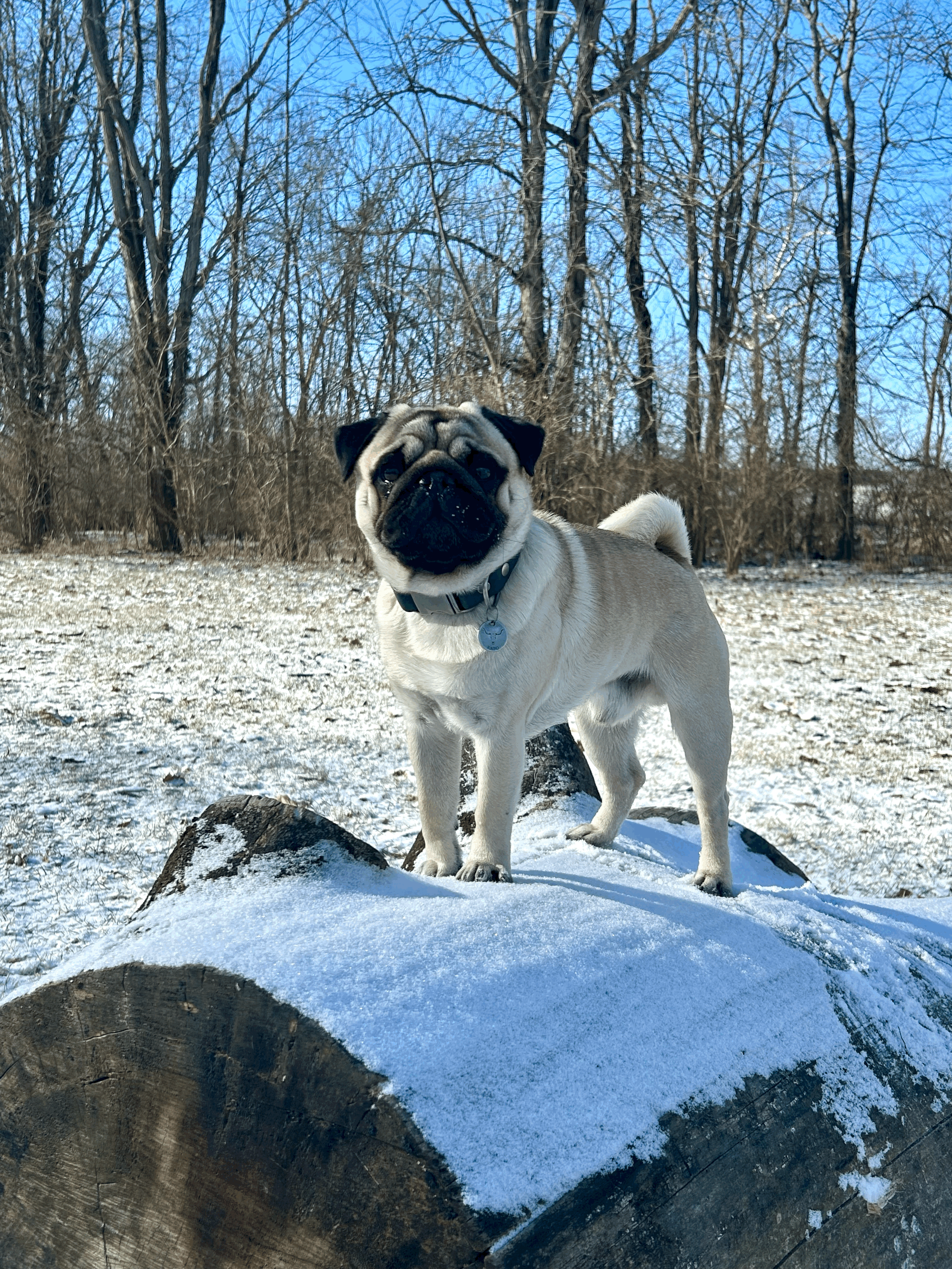 Raw Food Alone Isn’t Enough: The Missing Lifestyle Pieces Your Dog Needs to Truly Heal