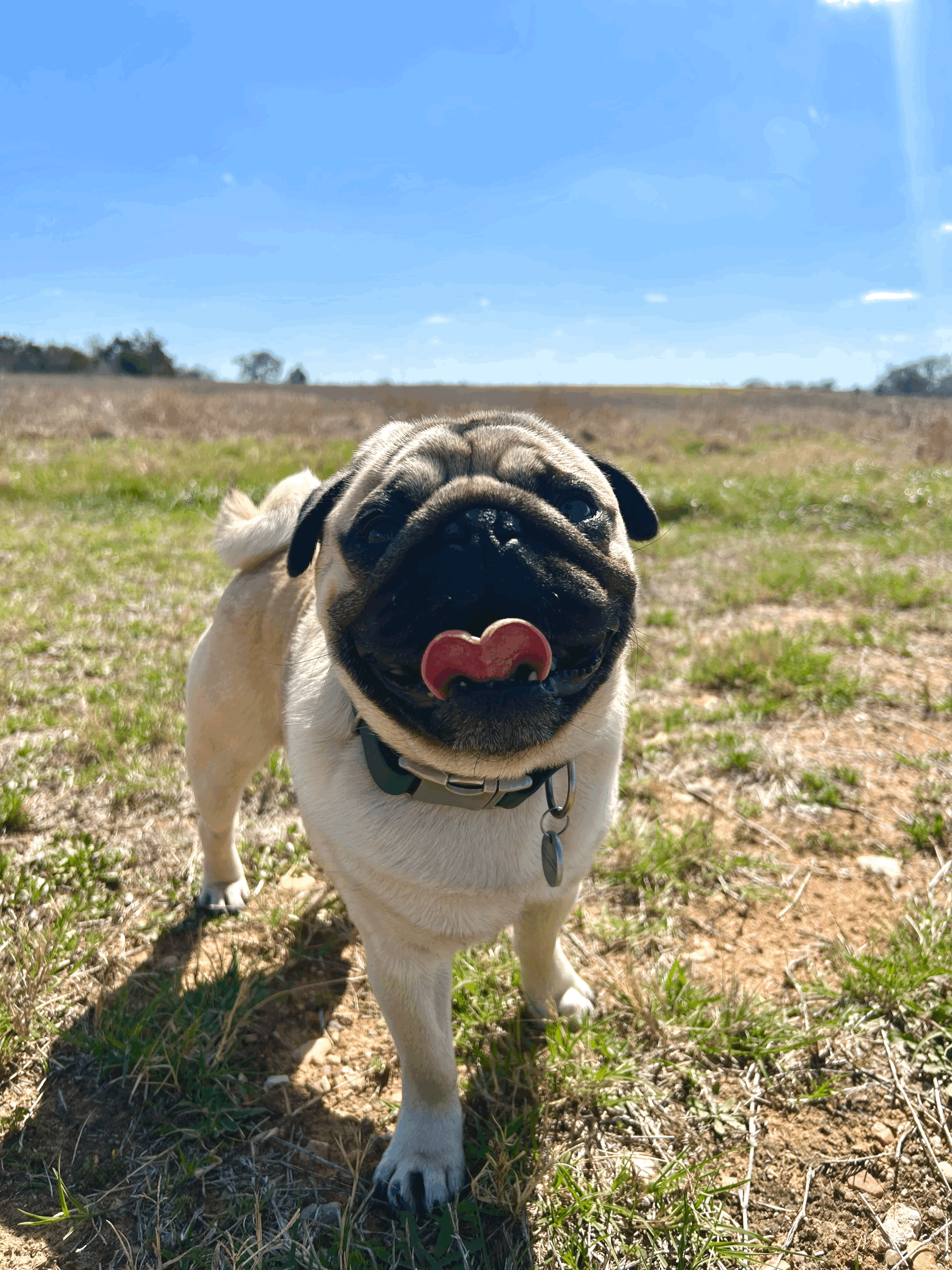 Why Feeding Dogs Real Food Isn’t “Extreme” — It’s Biology