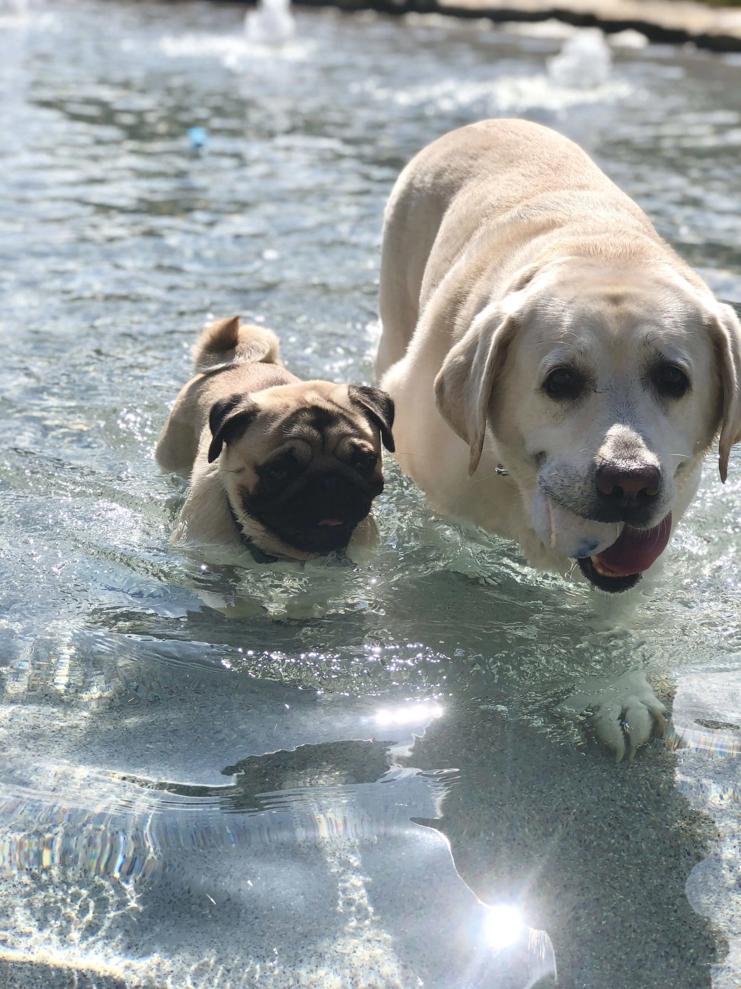 Why Dogs Drink Less Water on a Raw Diet (And Why That’s a Good Thing)