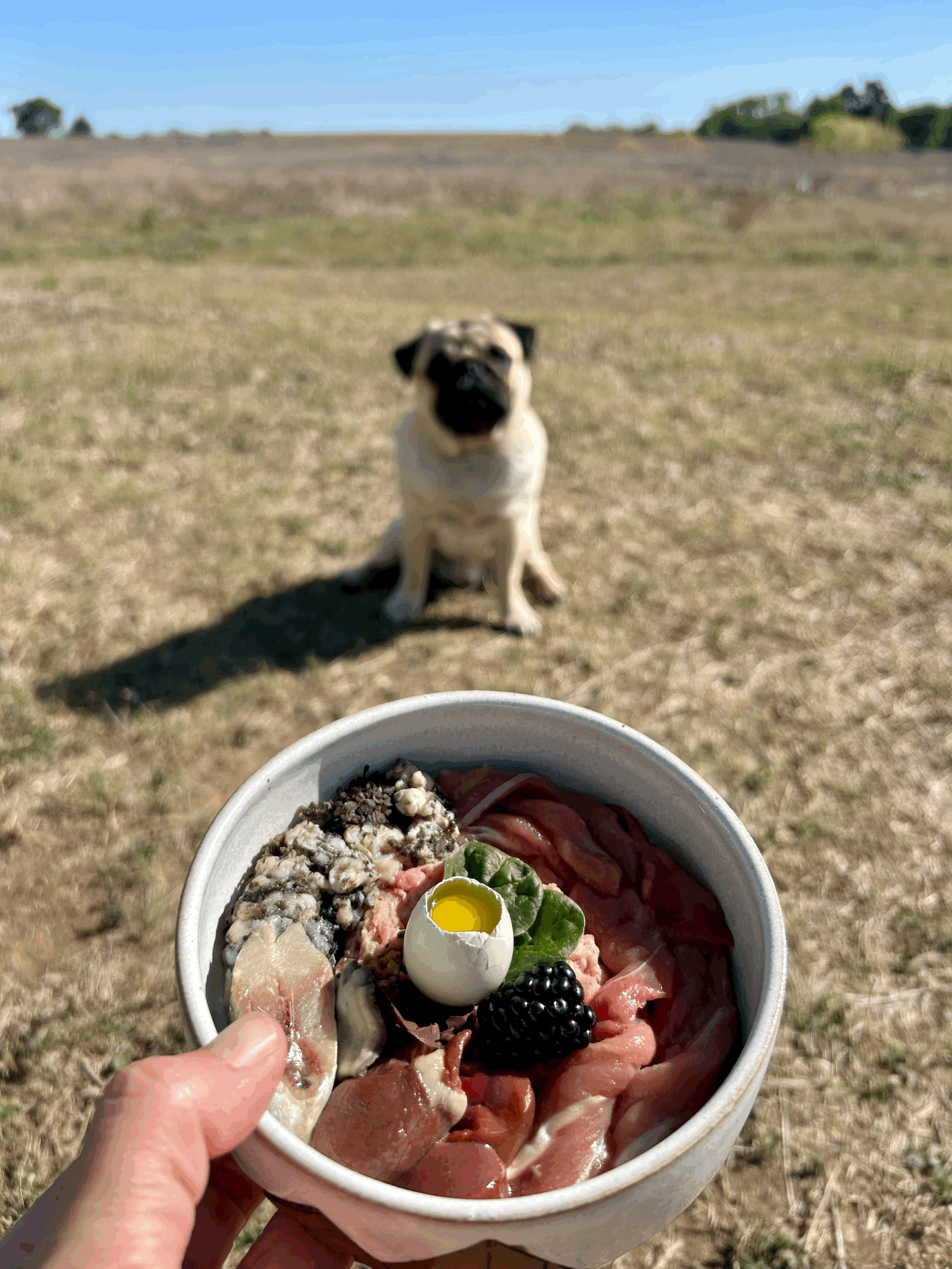 The Biggest Lie in Dog Nutrition: “Dogs Aren’t Carnivores”