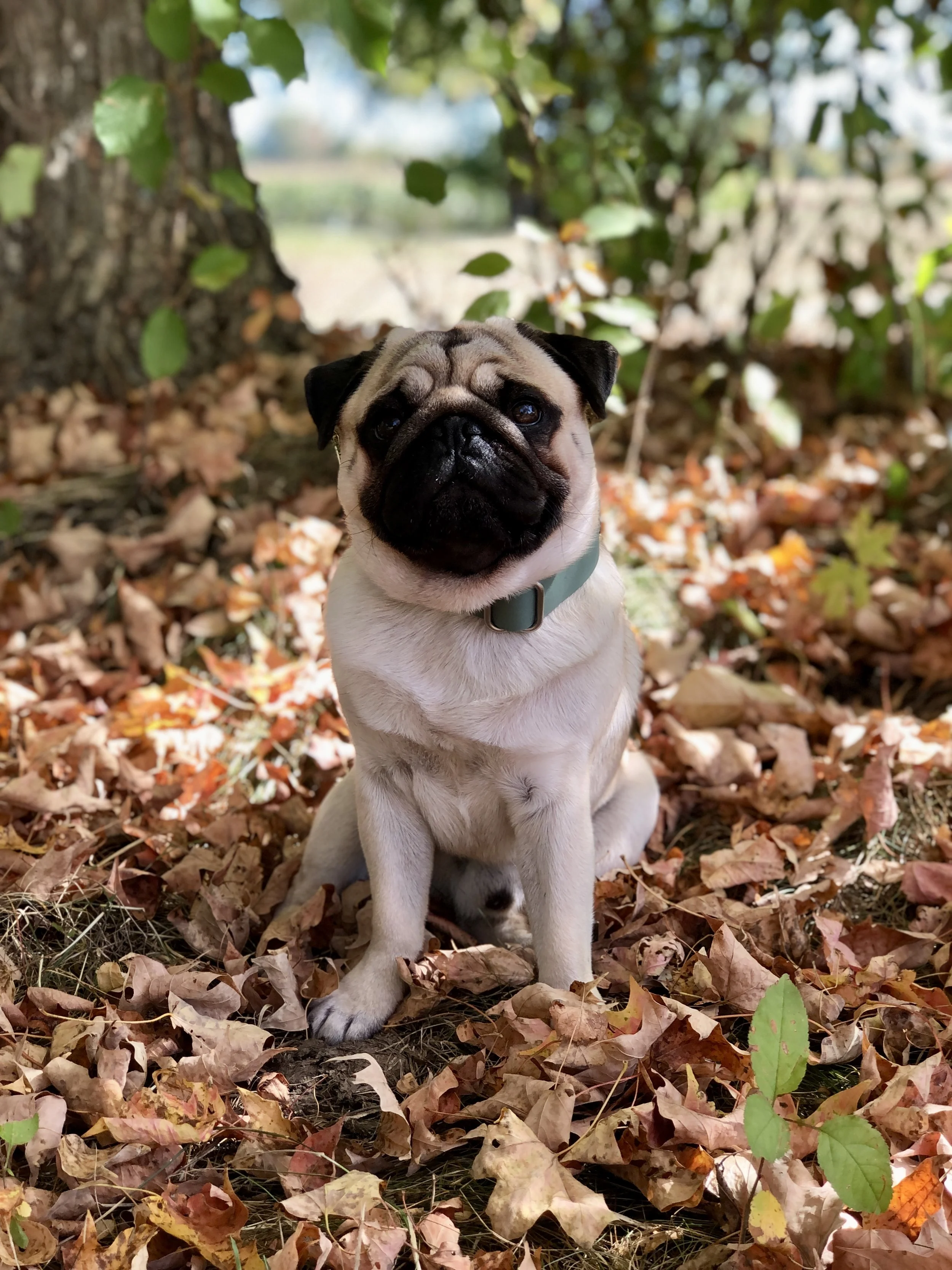 Parasite Prevention in Dogs: Why One Bite Doesn’t Equal Disease