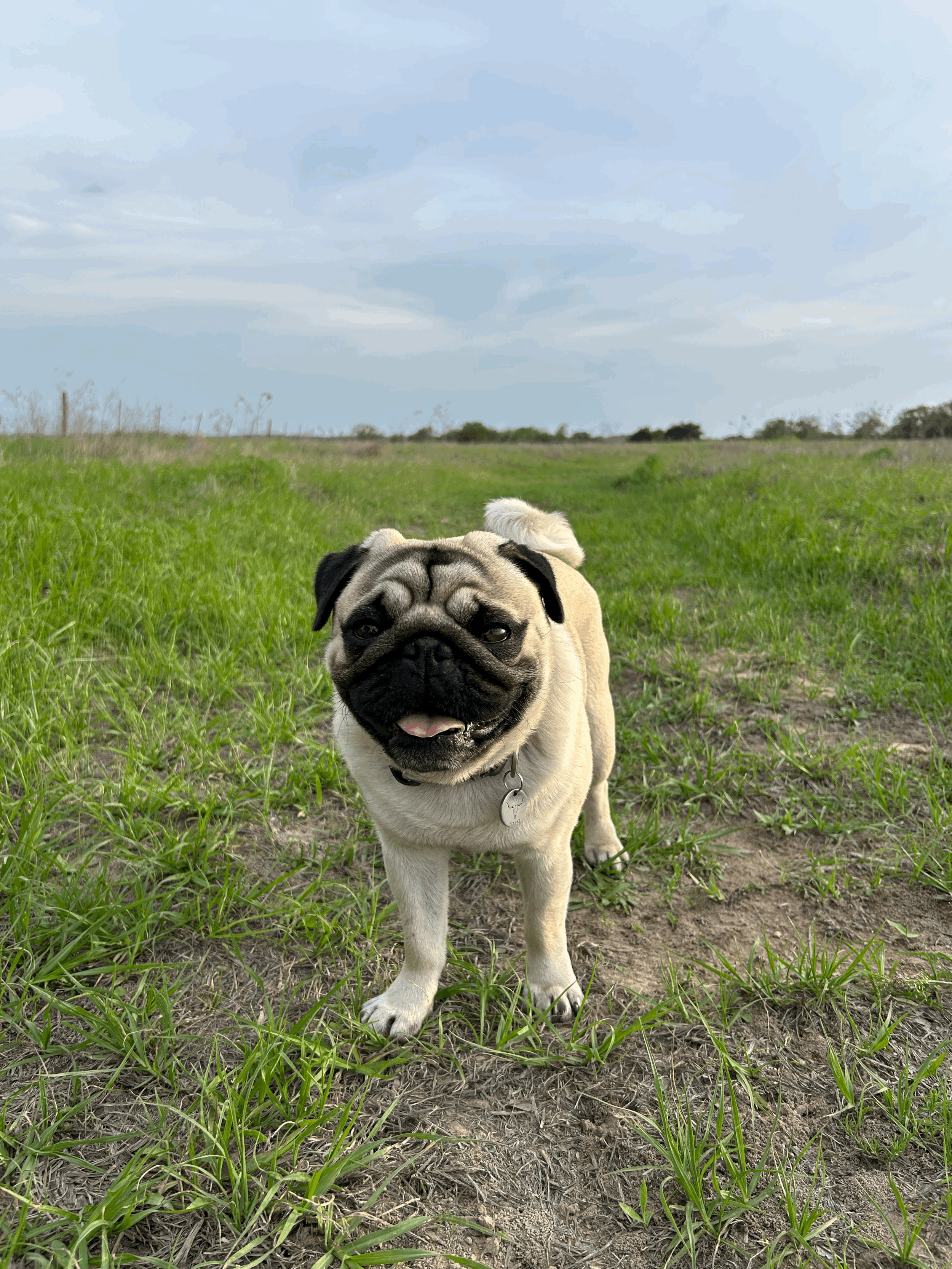 Most Dogs Aren’t Healthy—They’re Just Not Diagnosed Yet