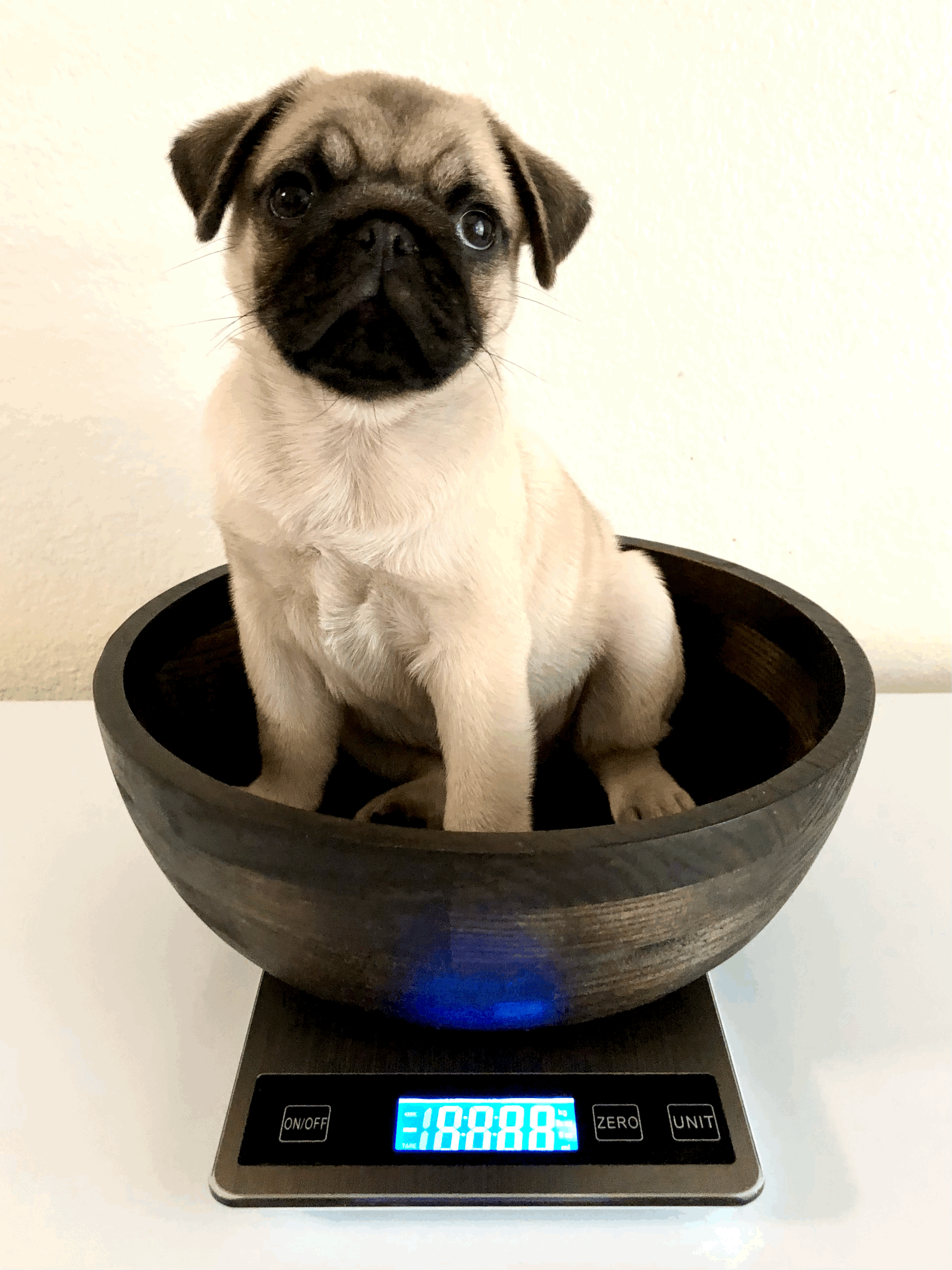 Dog DNA and Euthanasia Drugs in Kibble: What’s Fact vs Fear?