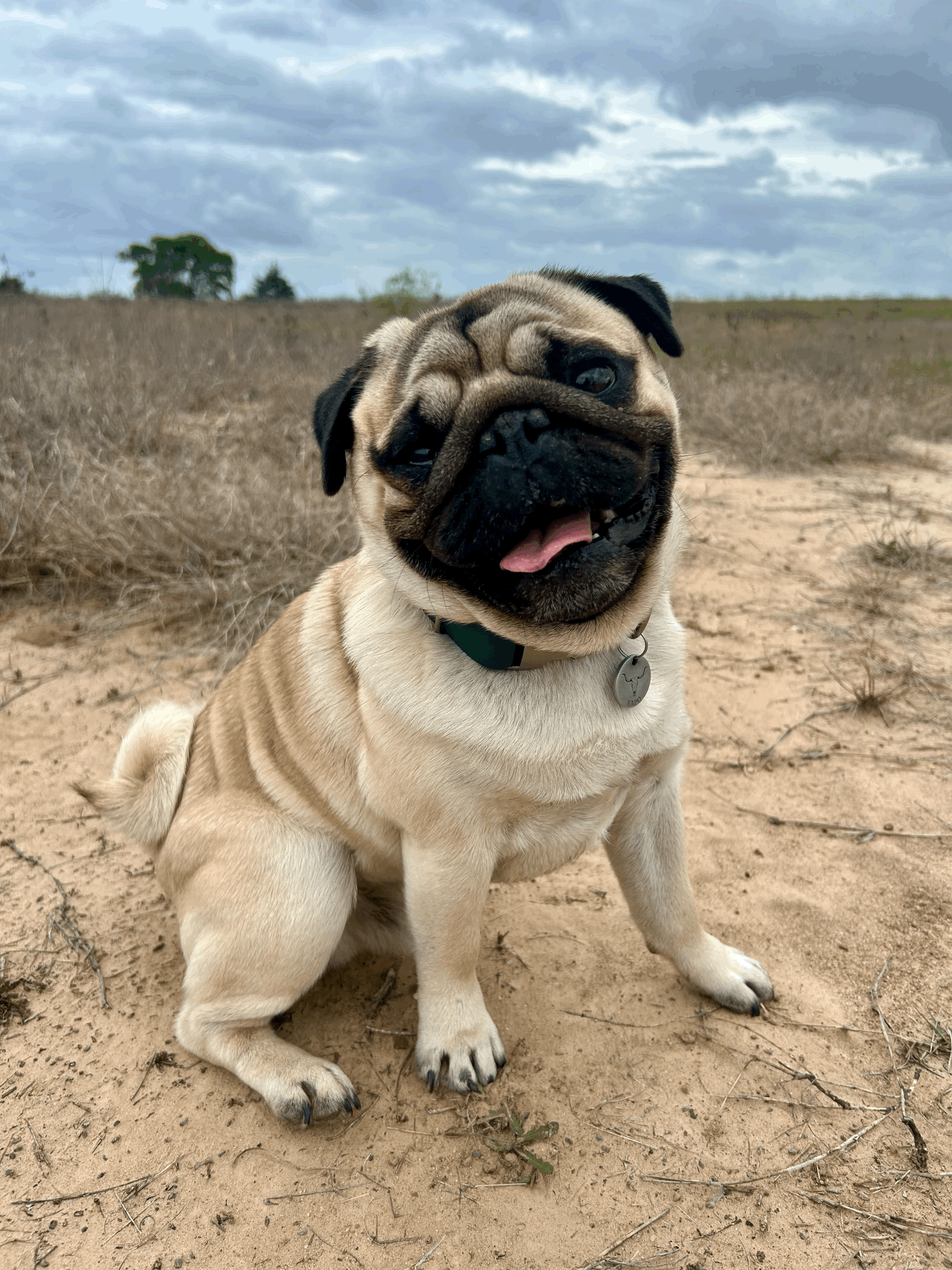 Microplastics in Dog Food: What’s Really in the Bowl?