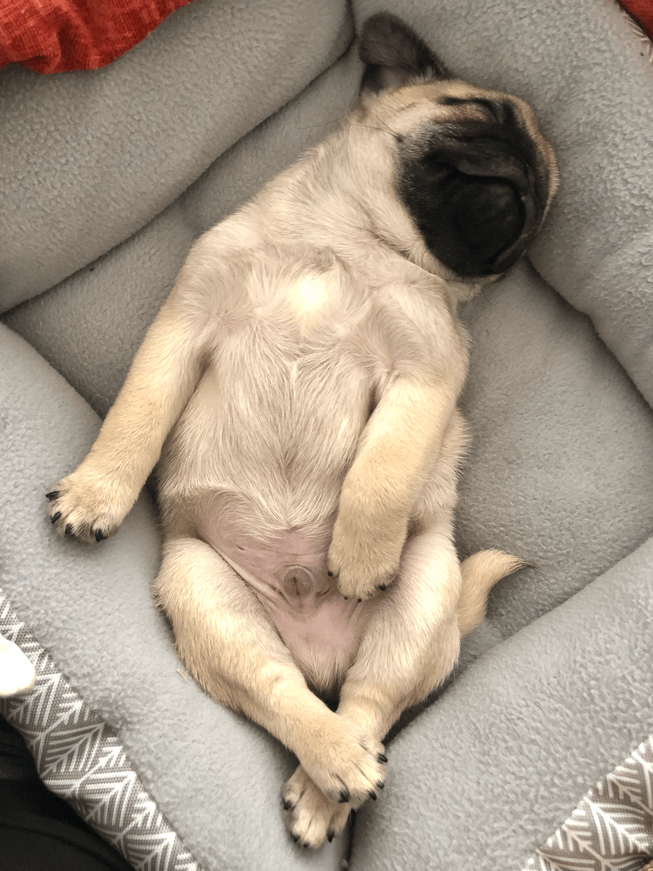 Informed Consent in Veterinary Care: How to Advocate for Your Dog’s Health