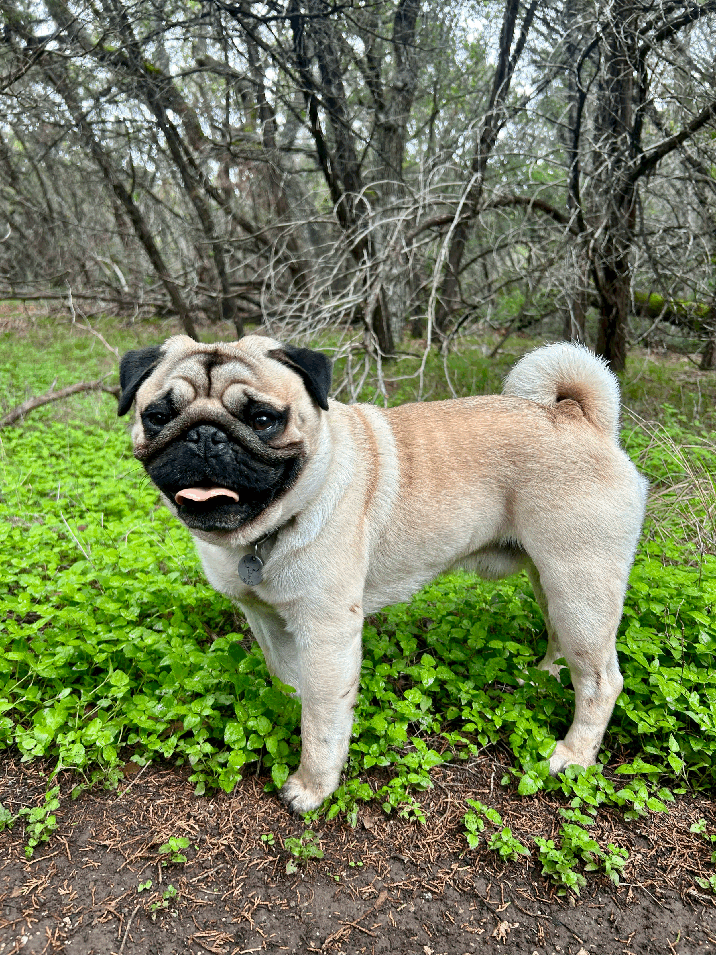 Natural Heartworm Prevention for Dogs: Why More Pet Owners Are Rethinking the Conversation