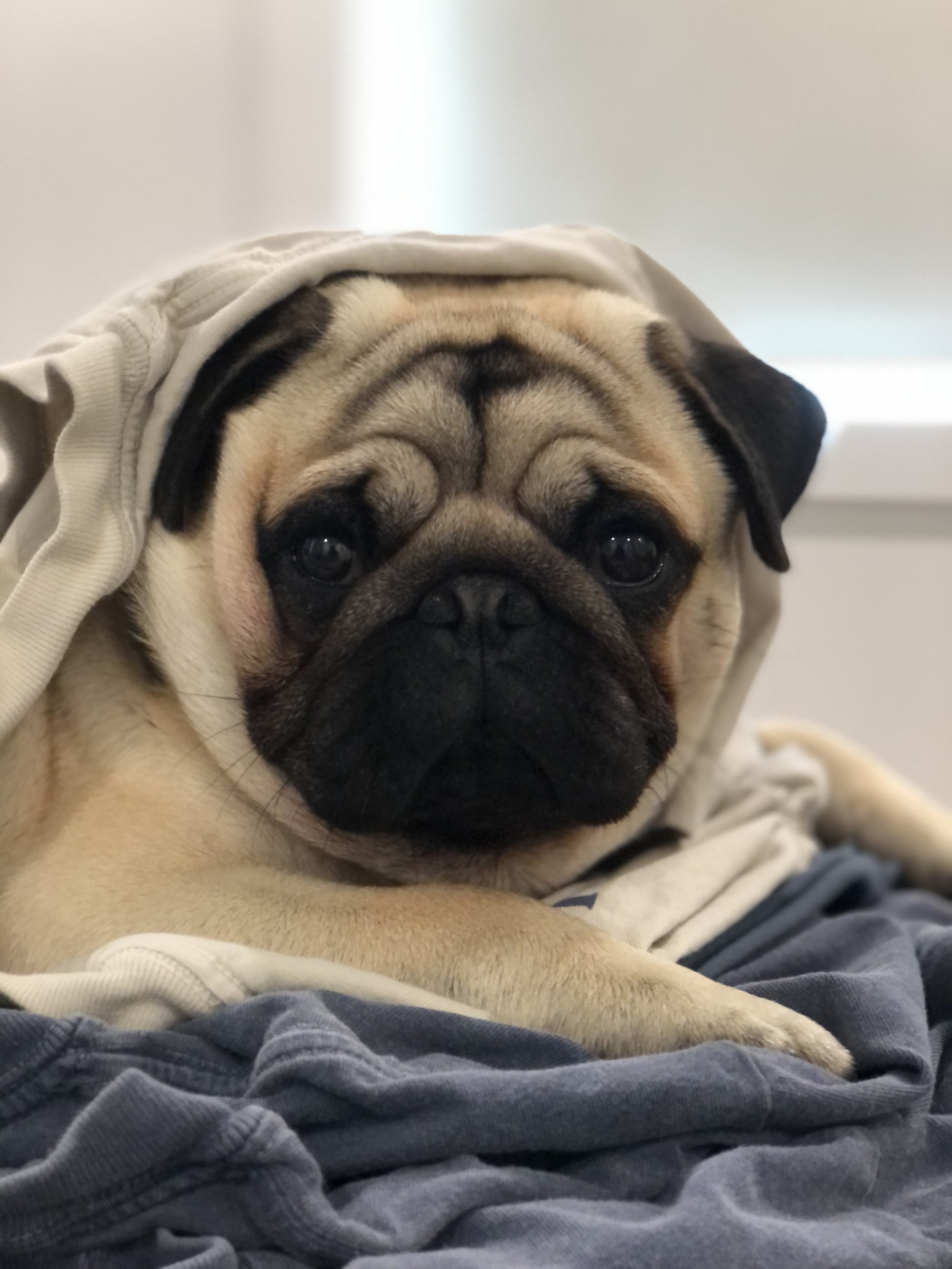 Why Ultra-Processed Pet Food May Be Contributing to Chronic Disease in Dogs