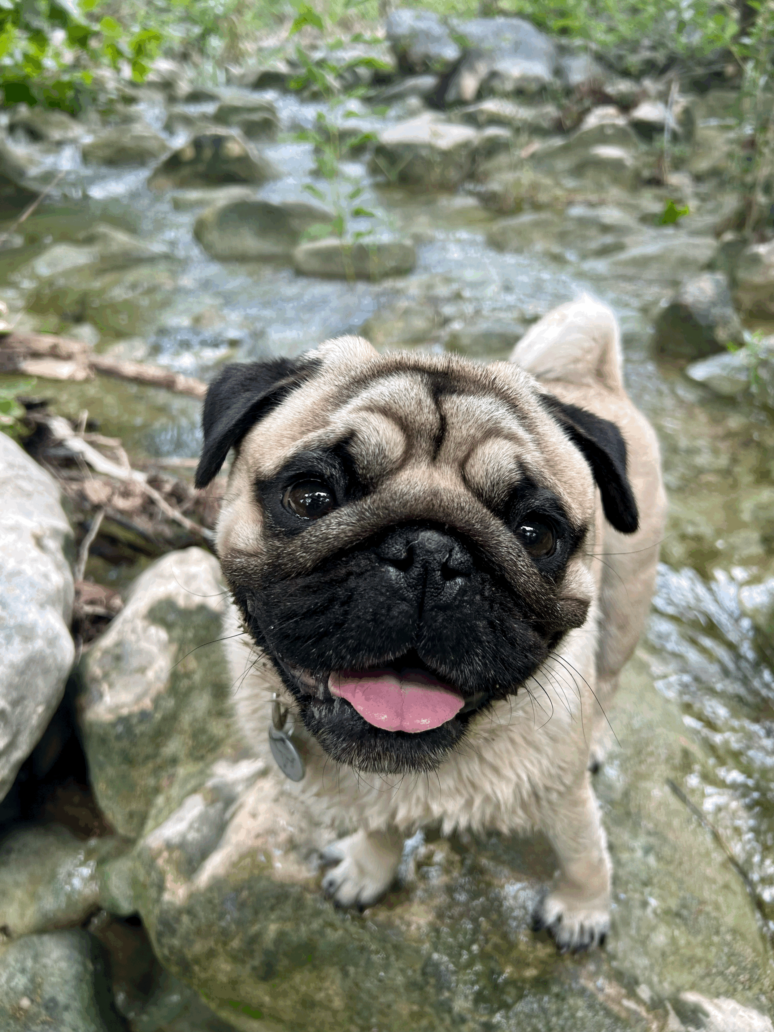 Building a Resilient Dog Naturally: Why Health Is Built, Not Bought