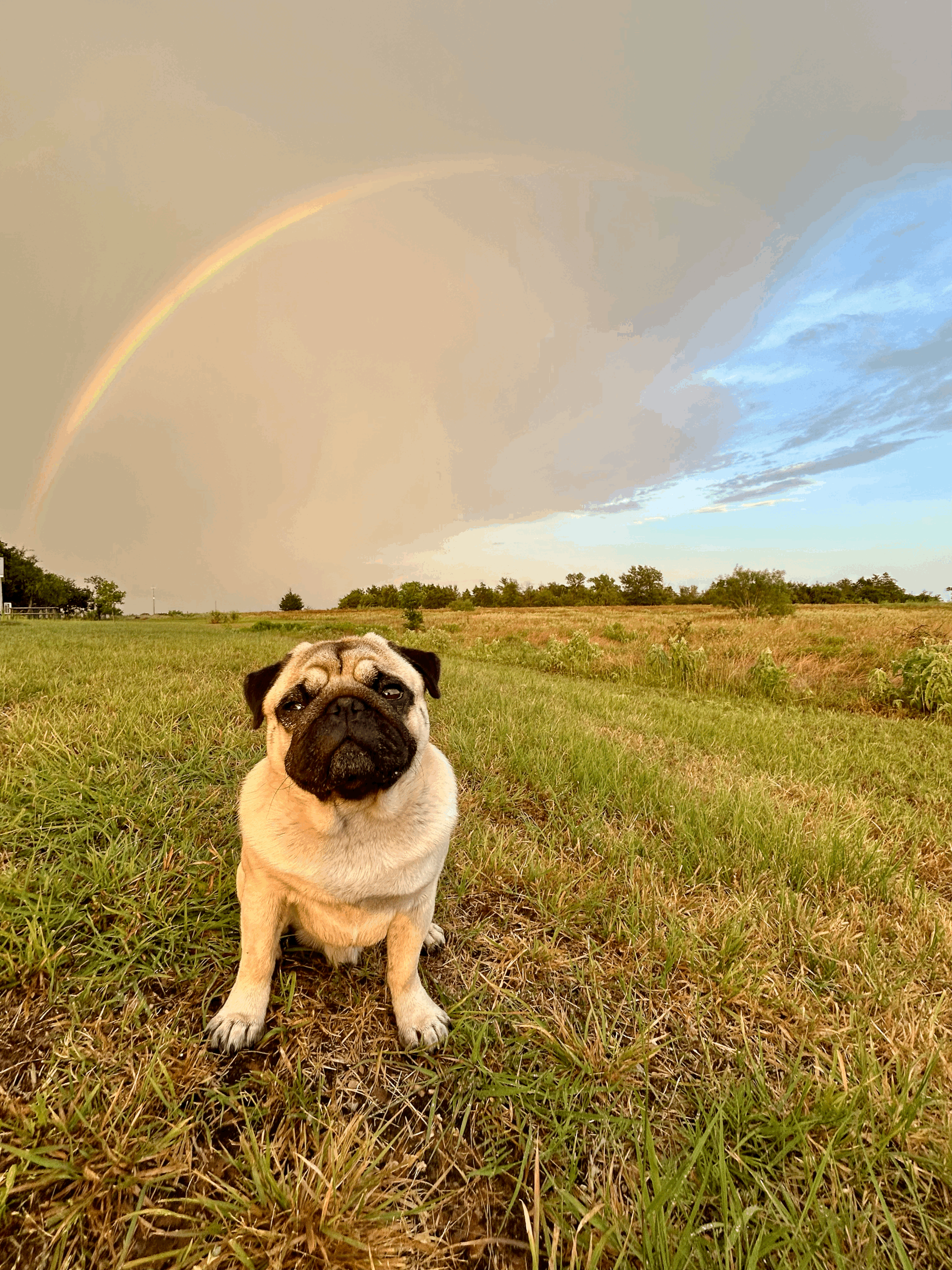 Why Your Dog Doesn't Need a Vacation—Just Something New