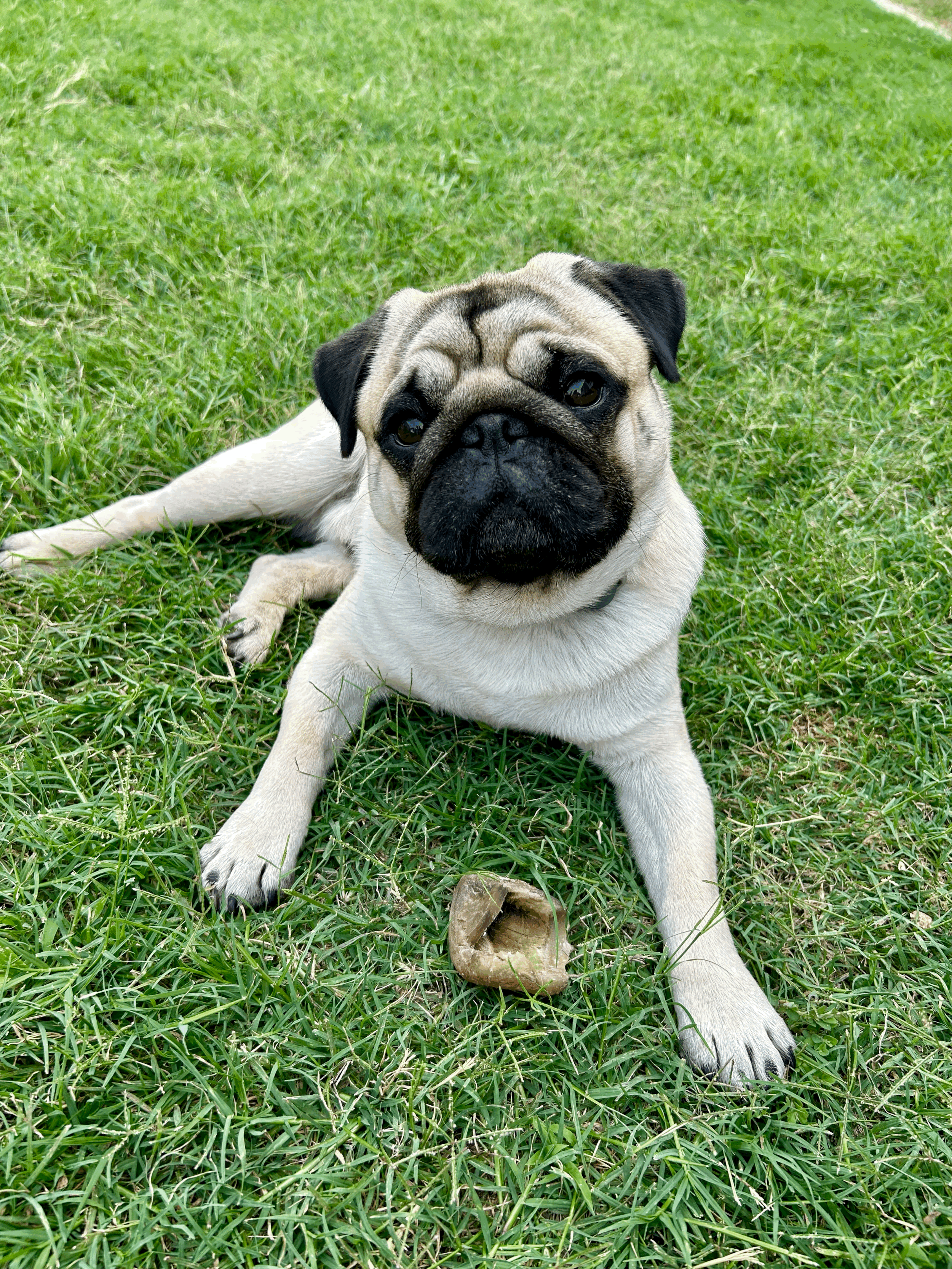 Chemically Treated Lawns and Dogs: Why a Species-Appropriate Lifestyle Goes Beyond the Food Bowl
