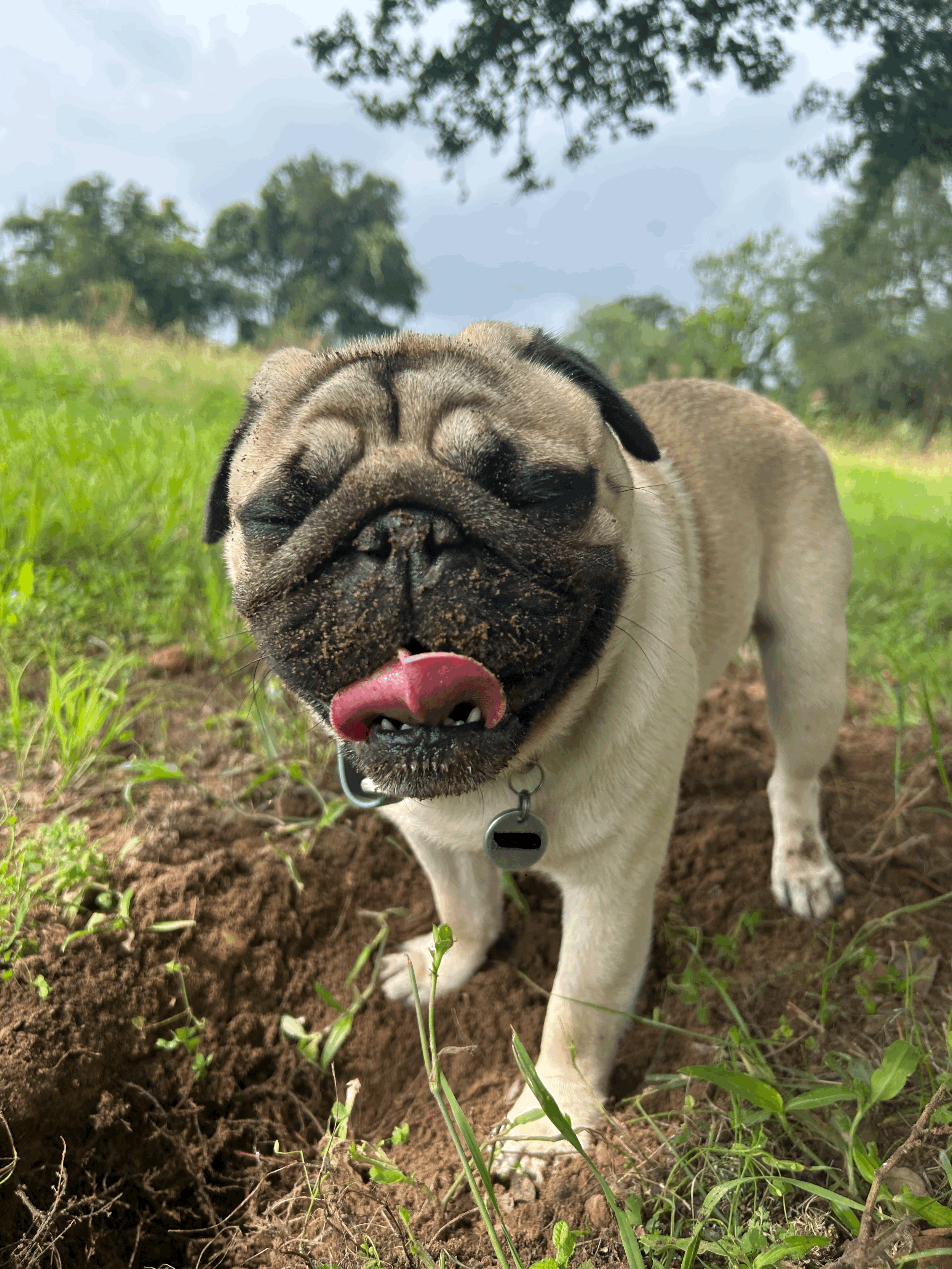 Rewilding Your Dog: Why Nature, Sniffing &amp; Outdoor Time Matter