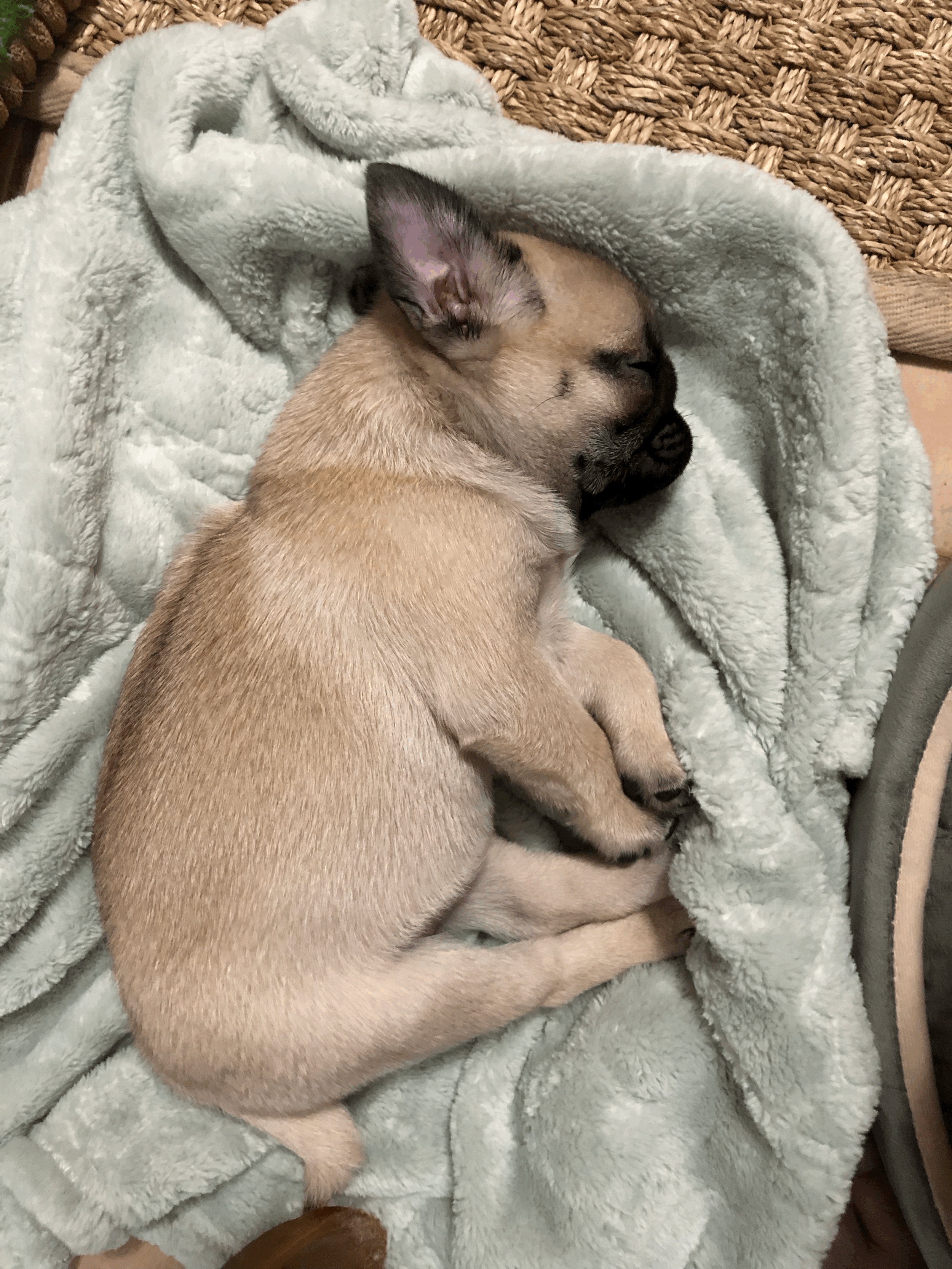 6 Things I Did Differently When Raising My Puppy Naturally