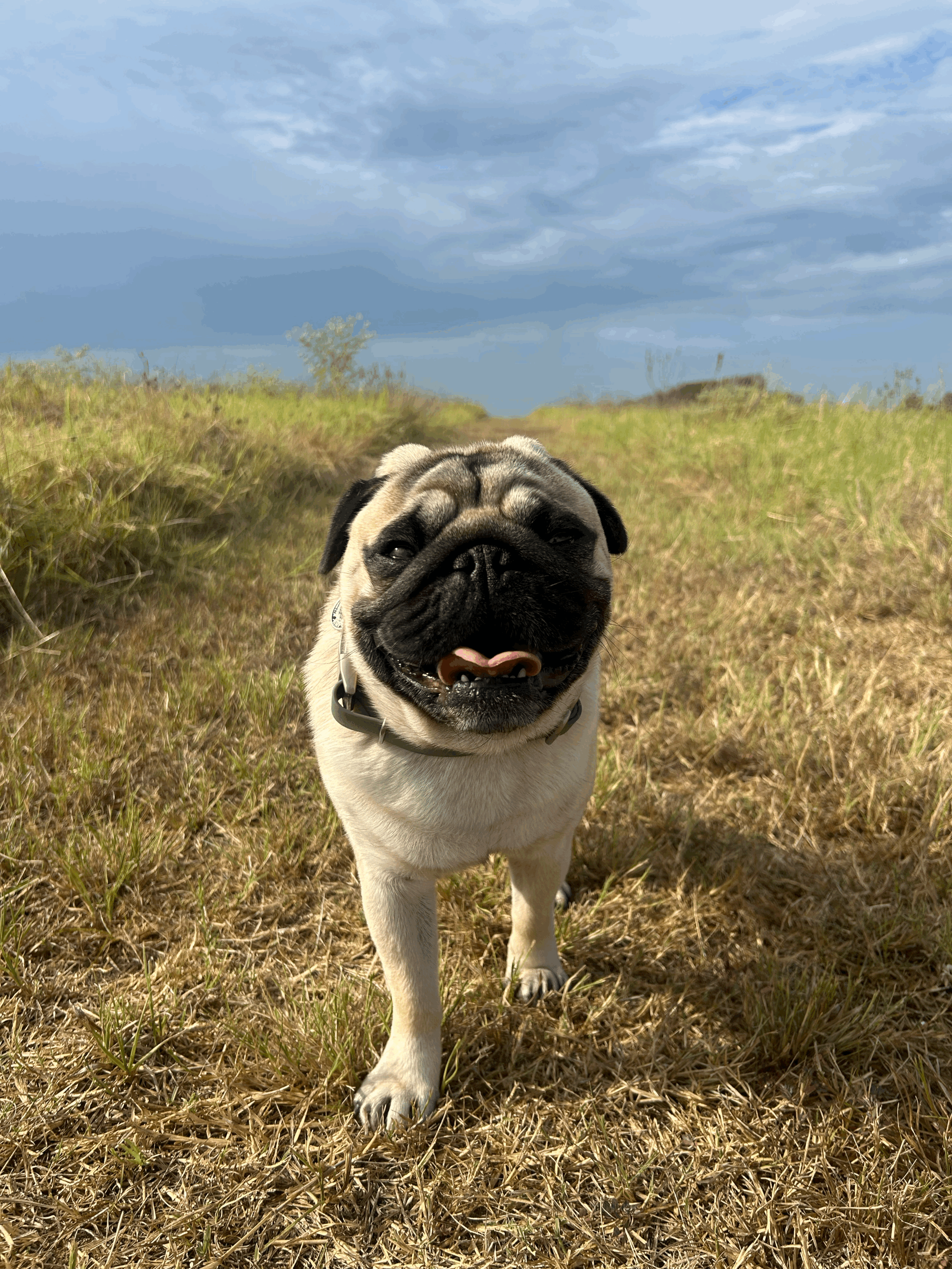 Is Fresh Dog Food Really More Expensive? The True Cost of Feeding Your Dog