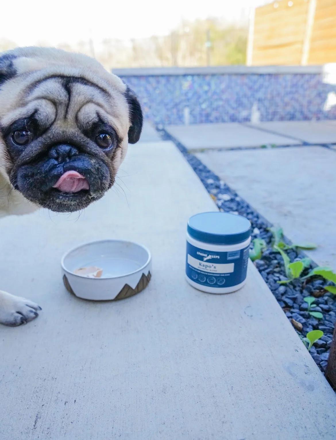 Canine Keeps KeepWell Blend: A Foundation-First Approach to Dog Supplements