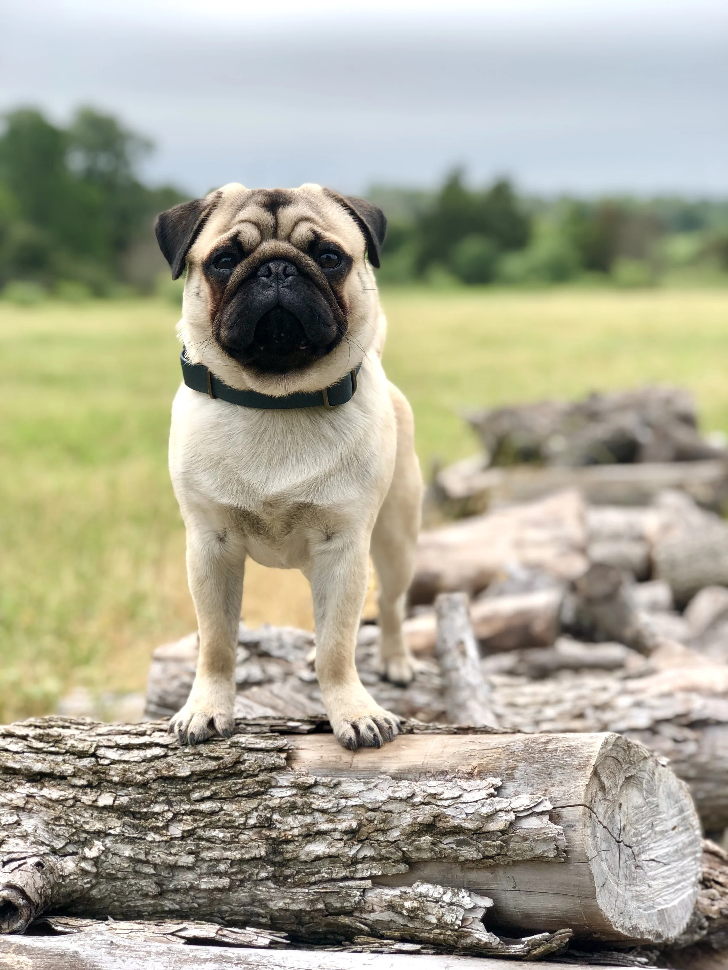We’ve Made Dog Wellness Way Too Complicated