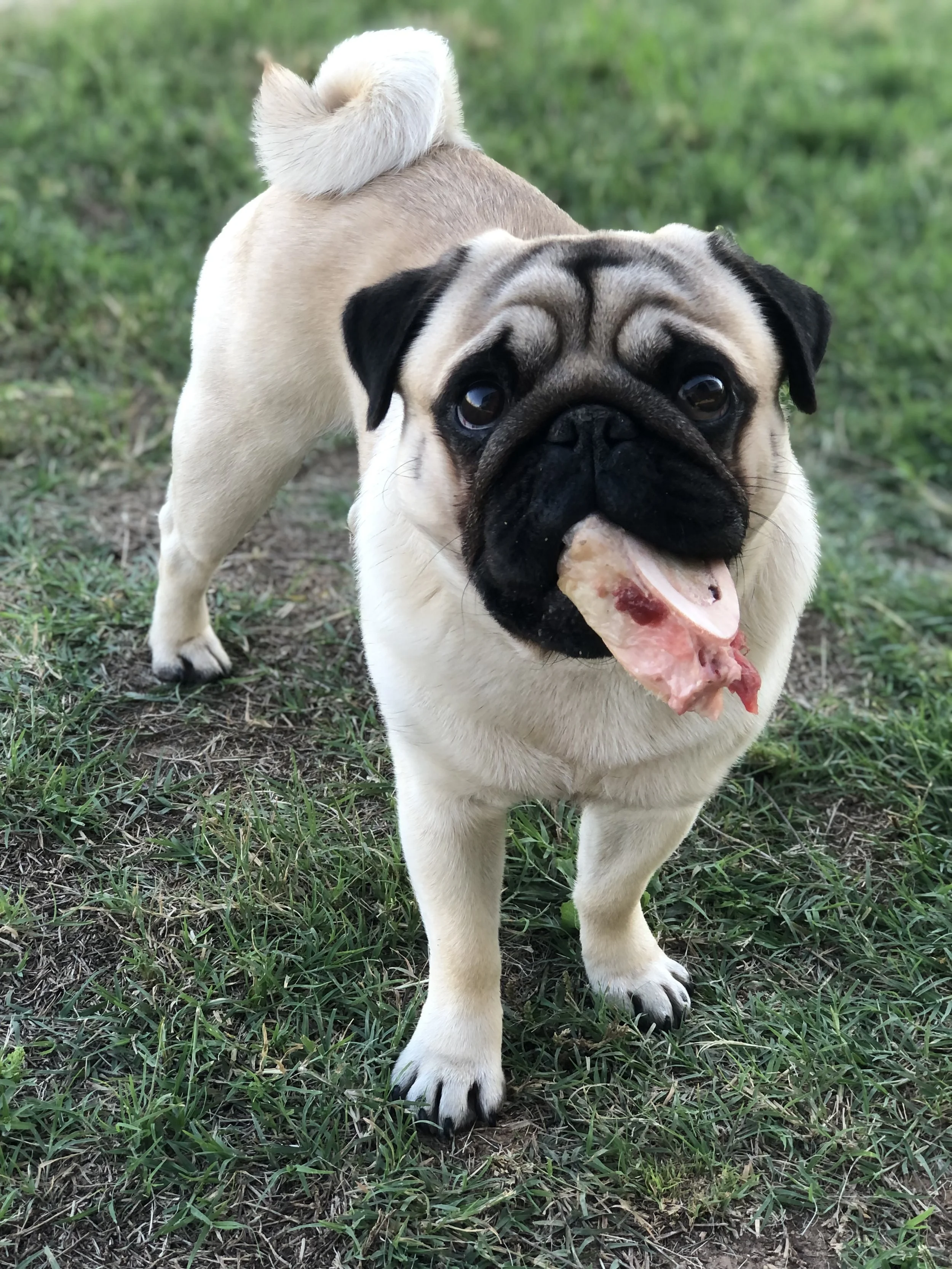 3 Things I Stopped Worrying About When I Started Feeding Dogs Like Dogs