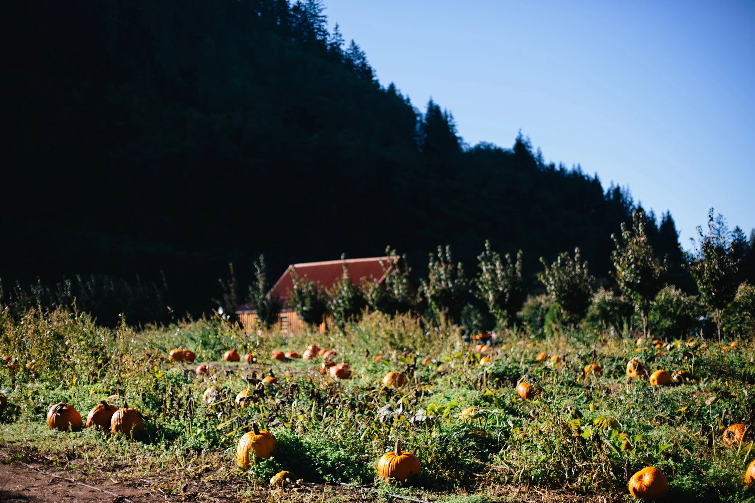 231019KilchisRiverPumpkinPatch0031.jpg