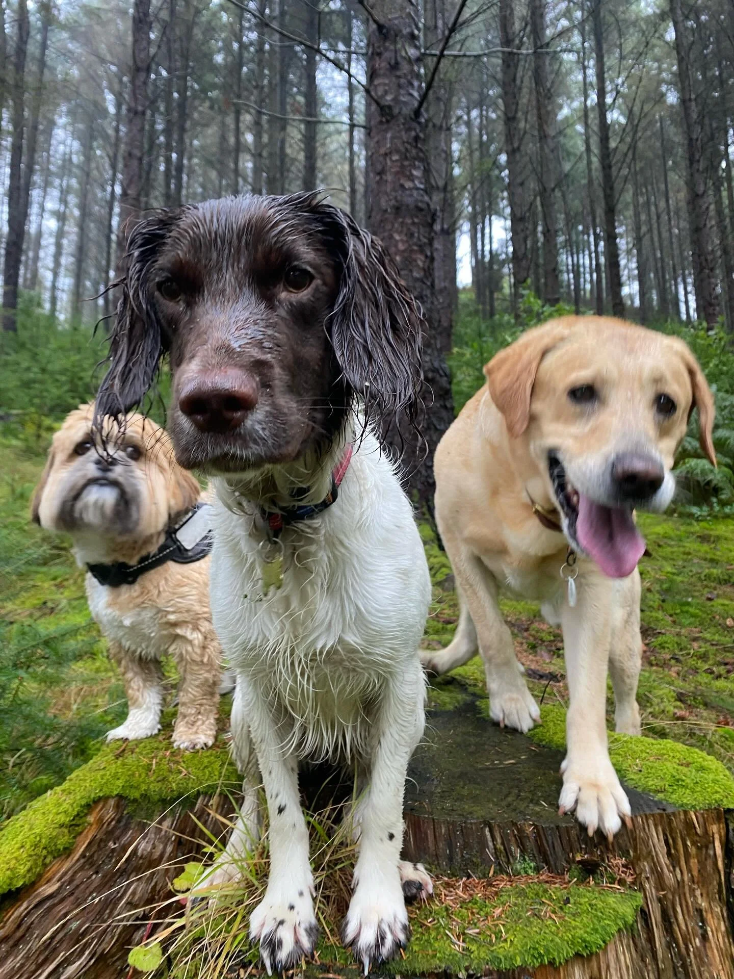 A very special day today, I got to welcome back beautiful Dharma who I used to walk and is now joining Woof Terrain for some week day adventure walks🥹❤️ 
We had a little moment when I picked her up, she&rsquo;s just the sweetest little soul 💛

Back