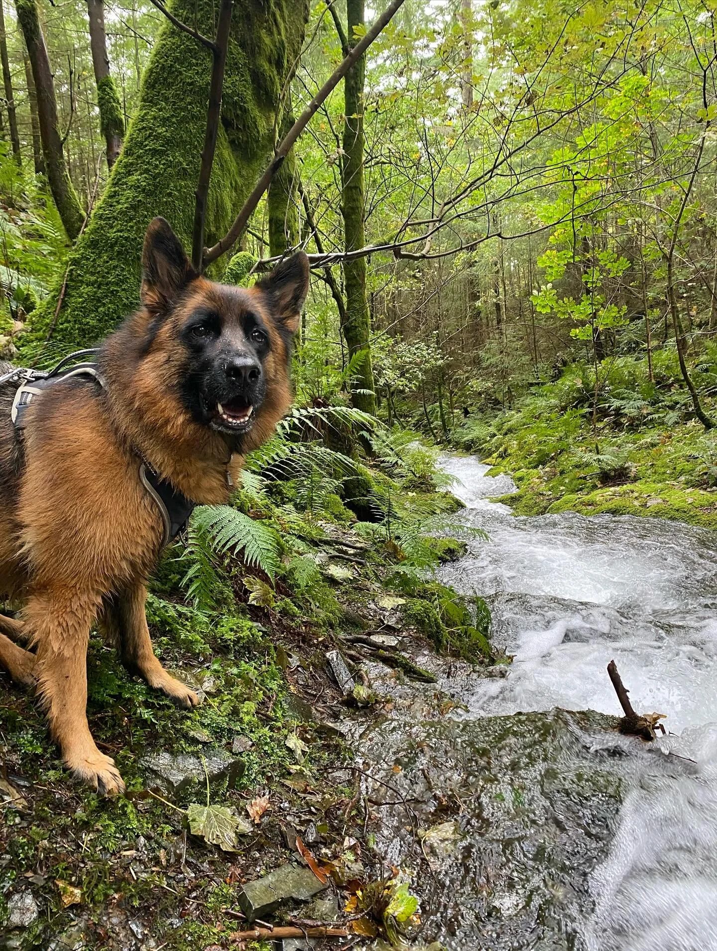 Everyone, meet Juno 🐾💞
She&rsquo;s decided she&rsquo;s more of a VIP, one to one adventurer, and honestly, I get it. 
Today we chased waterfalls, explored woodland streams and had the loveliest time just us two 🌿💛 
Can&rsquo;t wait for more of ou