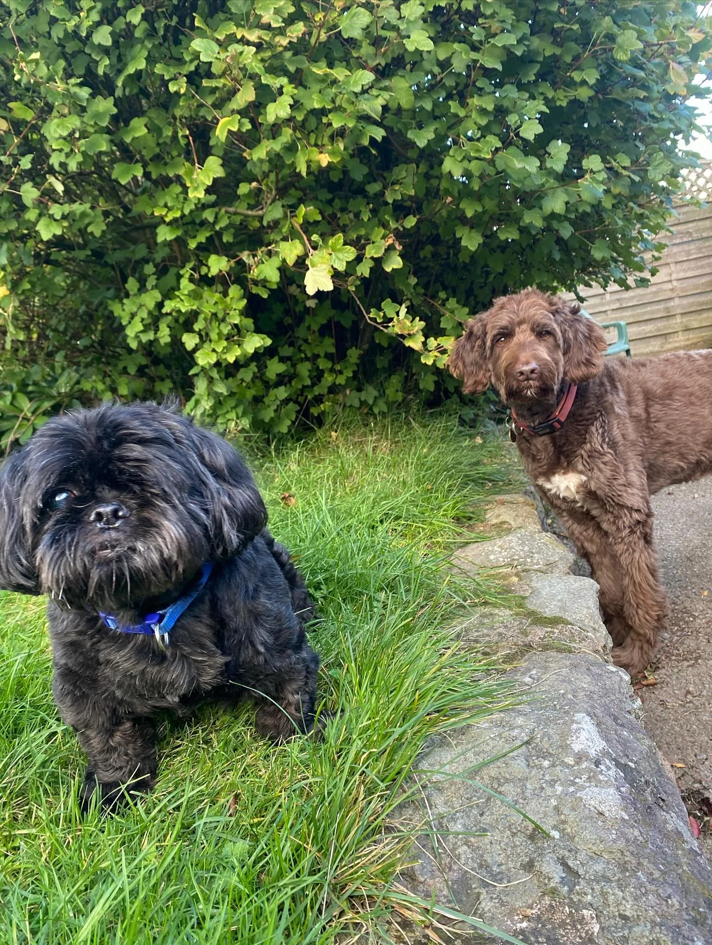 Everyone say hi to Archie 🐾, our one eyed wonder who&rsquo;s joining us for sleepovers while his family are on holiday 🩵🐾 
He&rsquo;s settled in well and loves the back garden☺️ 

#homeboarding #shitsu #dog #dogsofinstagram #dogwalkersofinstagram 