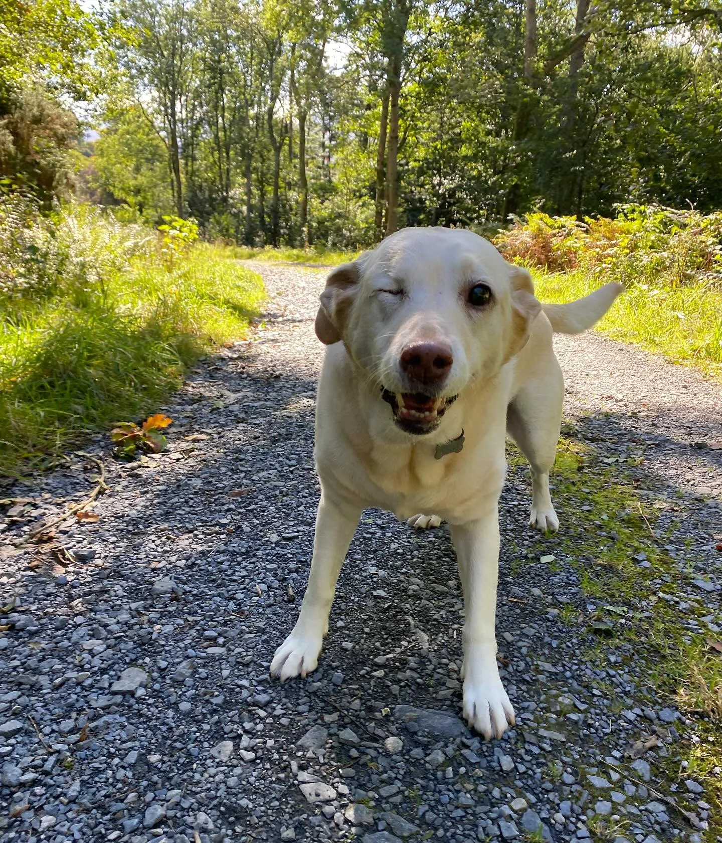 ✨ Meet Lovely Lucy ✨

We had the pleasure of looking after Lucy for the whole day today while her owners went off to enjoy themselves, knowing she was safe and having fun 🐶💛 She slotted into the group so beautifully and loved her walk.

The sweetes