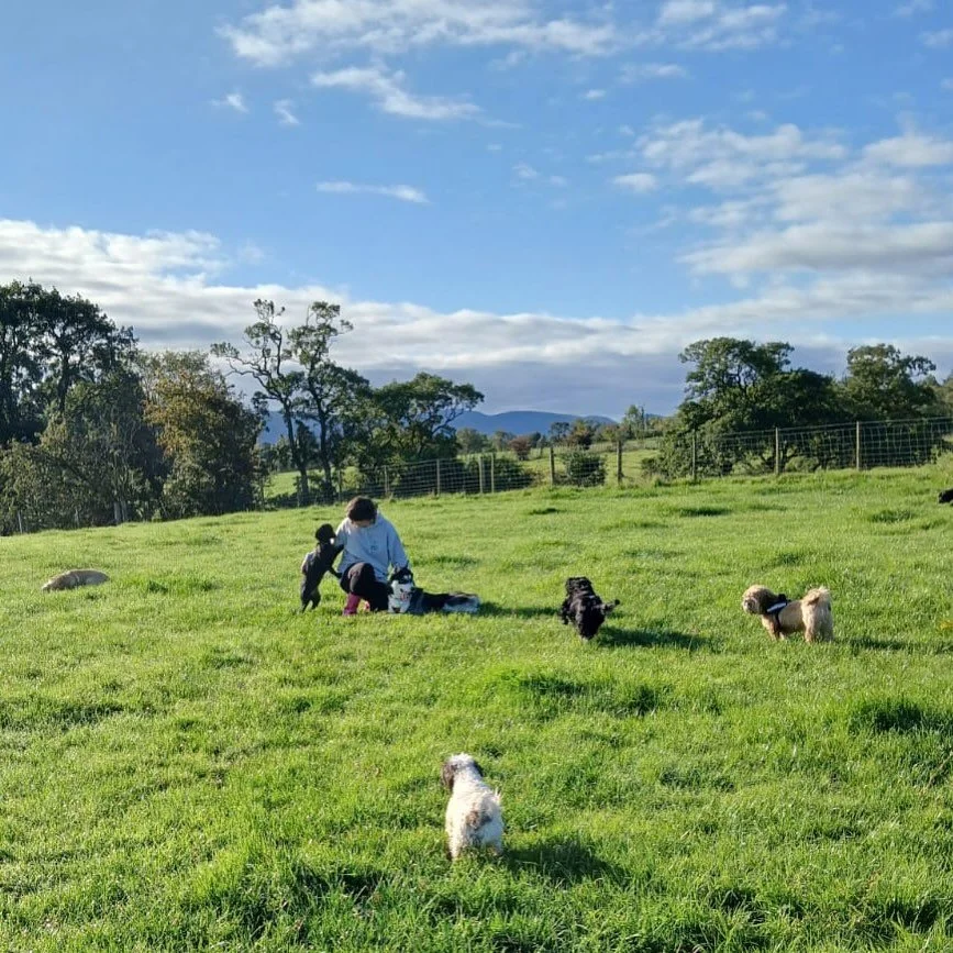 Heart full, hands full, life full. This is the office view I&rsquo;ll never get tired of 🐾❤️🙏🏽 

#dogsofinstagram #dogwalkersofinstagram #dogwalkers #adventure #adventuretime #lakedistrict #lakedistrictwalks #dogsinthelakes #lovemyjob #smallbusine