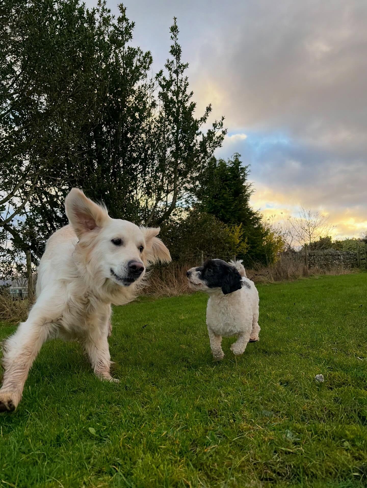 We had the absolute privilege of having lovely Breagh with us over the Christmas period, she settled in so well and just melted into our little Christmassy family ❤️🎄

She brought so much love, calm and cuddles to the house, and it honestly felt lik