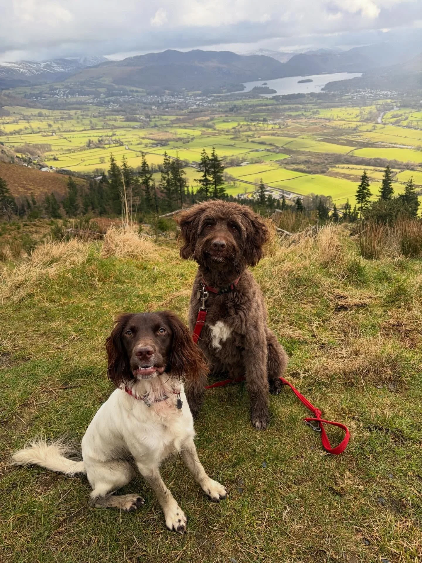 A sprinkle of recent fluff to brighten your Monday 🐾✨
Daycare&rsquo;s paused this month, but I&rsquo;ve got a couple of Monday &amp; Wednesday 2 hour lunchtime walk spaces available, pop me a message if you&rsquo;d like one 🐾🤎

#lakedistrict #dogw
