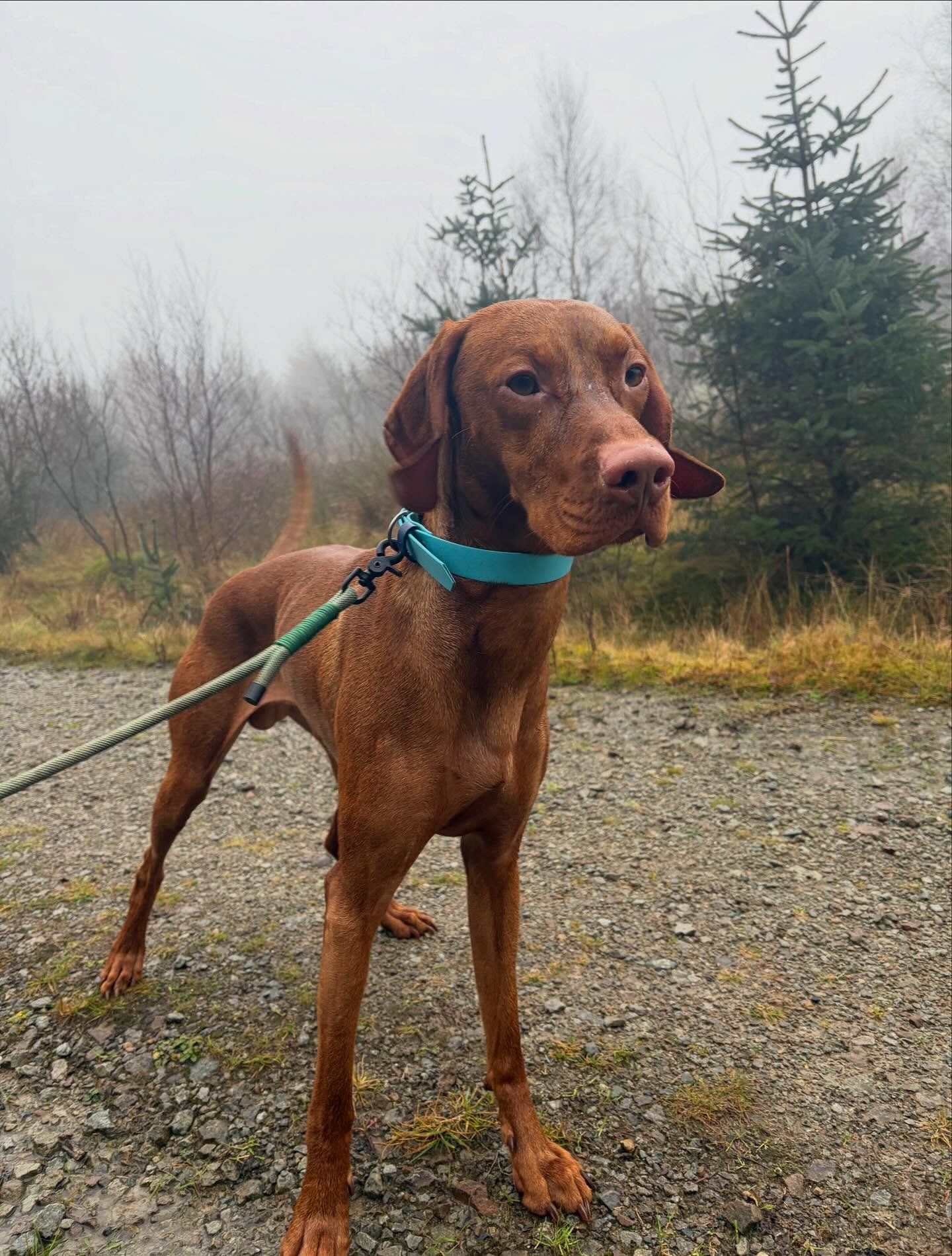 🐾 Welcome to the crew, Frank! 🐾

Frank has joined us for some daycare ahead of his home boarding stay so he can get to know everyone and get comfy in the place he&rsquo;ll be coming for sleepovers next year 🏡✨

What a gorgeous boy, full of energy,