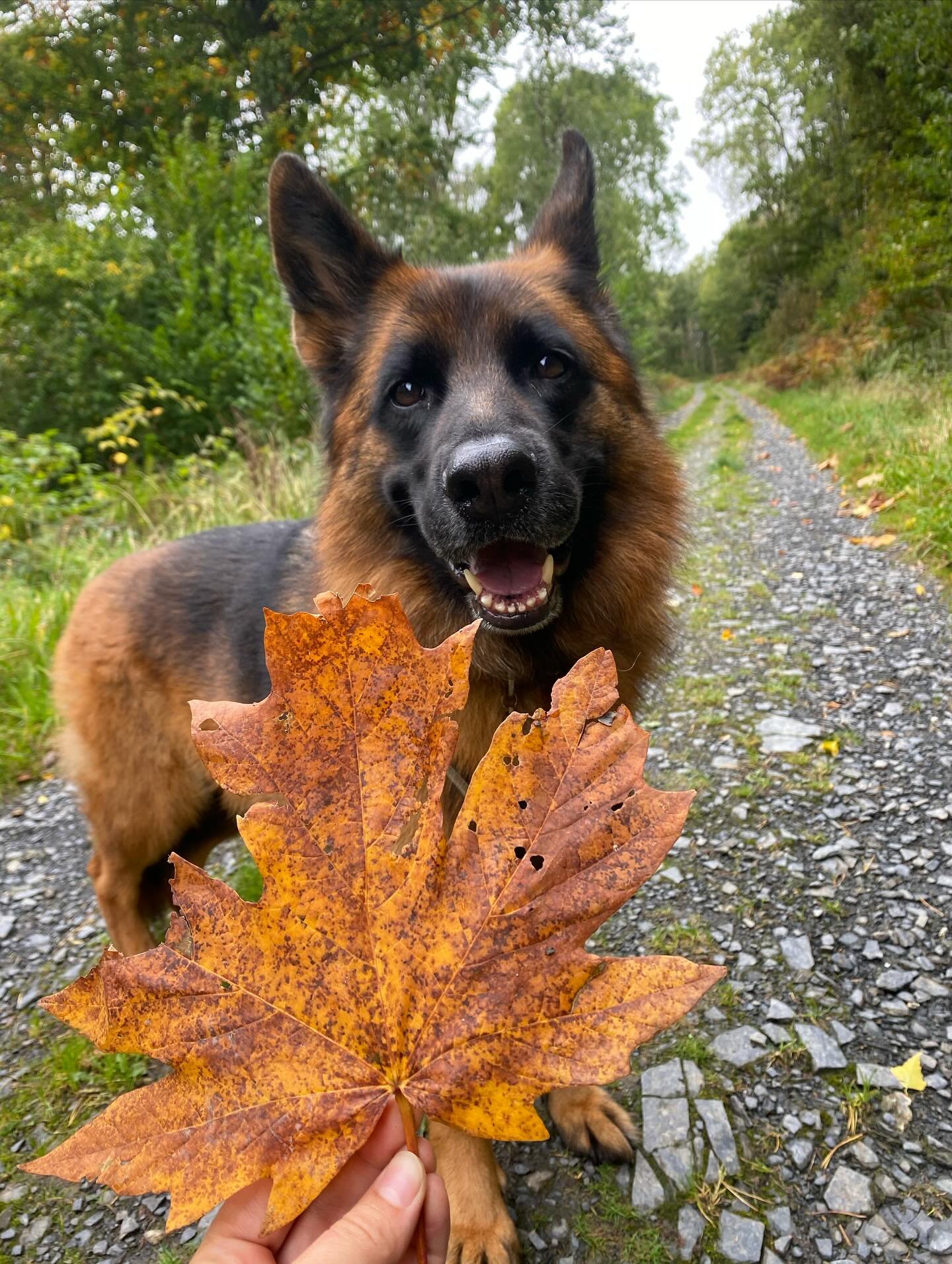 Leaf it to Juno to match the scenery 🍁💛

#dogwalking #dogwalkinglife #dogwalkingadventures #dogwalkingautumn #autmn #autumnvibes #lakedistrictwalks