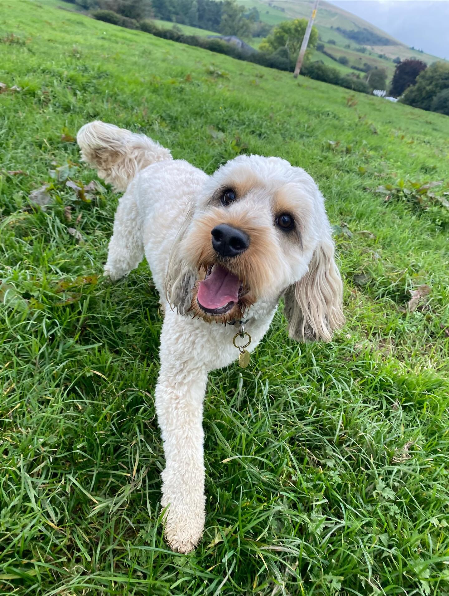 A big welcome to Ralphy! 🐾❤️ 
He&rsquo;s come for a little sleepover while his lovely owners enjoy a wedding 💛 
He&rsquo;s settled in so well, already making us laugh with his zoomies, such a lovely boy to have around! 
Let the adventures begin 🐾
