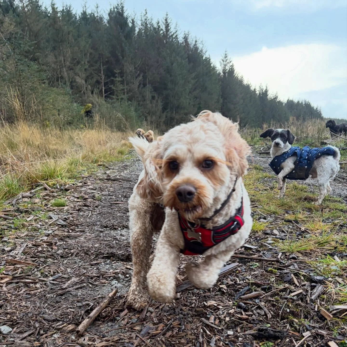 Wednesday day care adventure gang🐾🖤 

#dogwalker #daycare #lakedistrictdogs