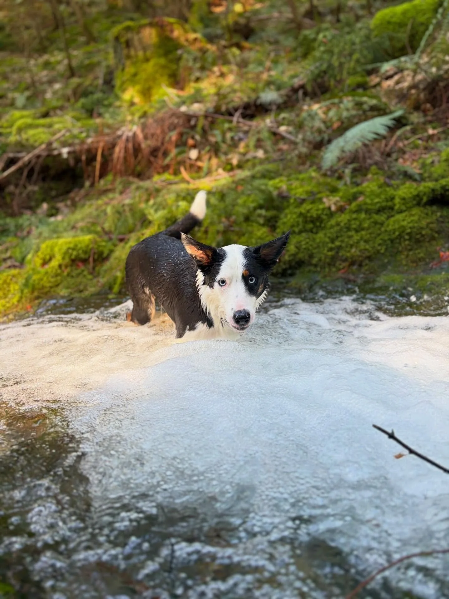 December, January and February can feel long when your office is outside in the UK.
Grey skies, mud and endless rain&hellip; it can get a little heavy.
But then a day like today happens.

A bit of sunshine, a waterfall and a few happy dogs splashing 