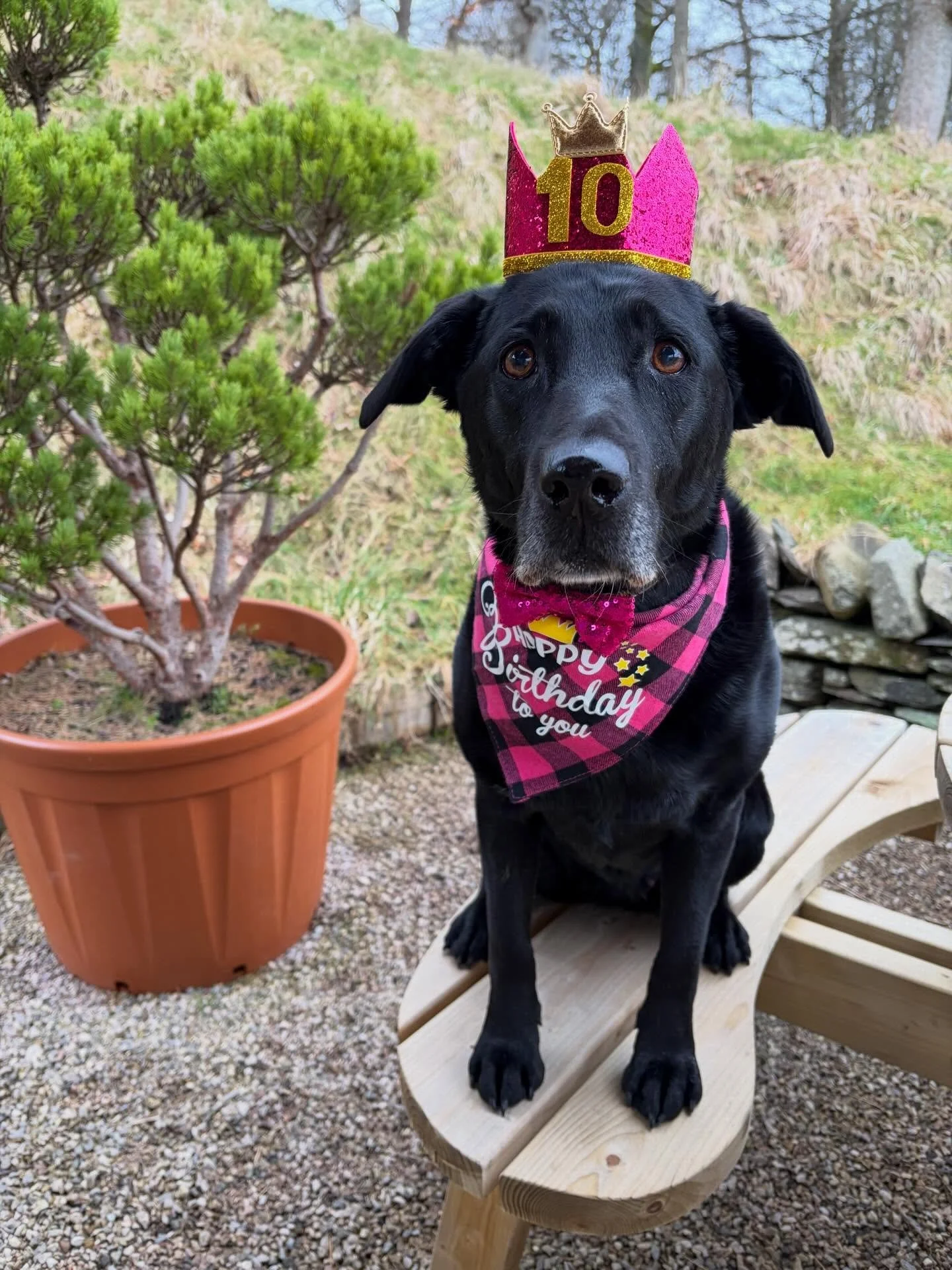 Happy 10th Birthday to Queen Brodie 👑🐾

Brodie turns double digits today.

She&rsquo;s the quiet boss of the pack here, the kind of dog that doesn&rsquo;t demand attention but somehow ends up with all your heart anyway.

Still plays like a puppy, k