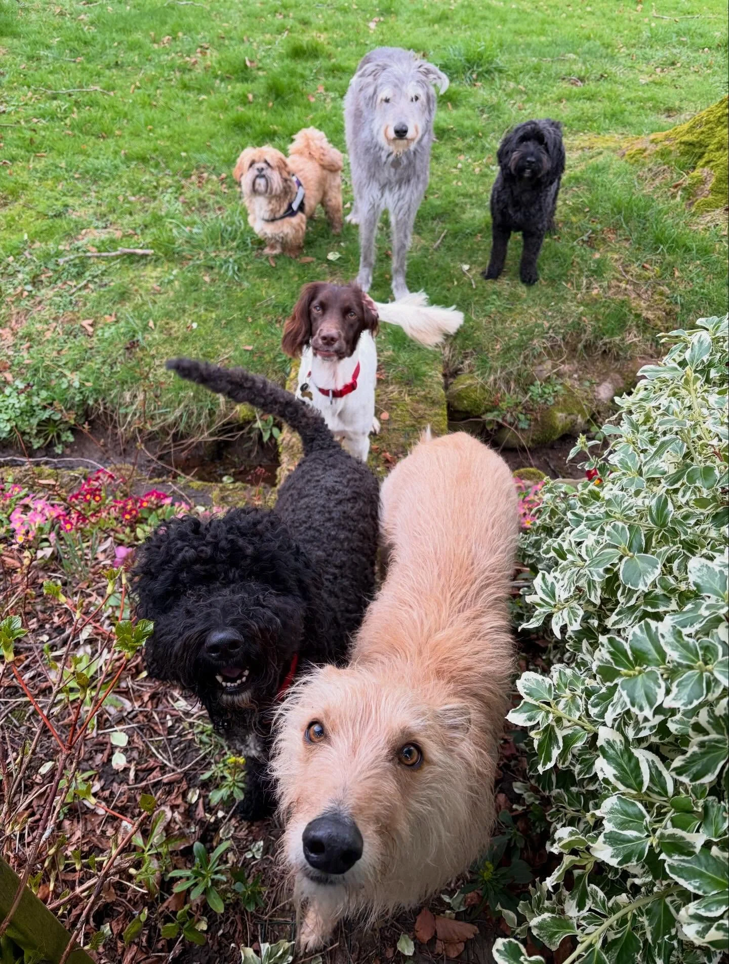 I&rsquo;ve said it before but I&rsquo;ll say it again&hellip; I love what I do 🐾❤️

Daycare, home boarding, and a whole lot of dogs that all find their way into my heart.
The best part is seeing them again and again, whether that&rsquo;s weekly or w