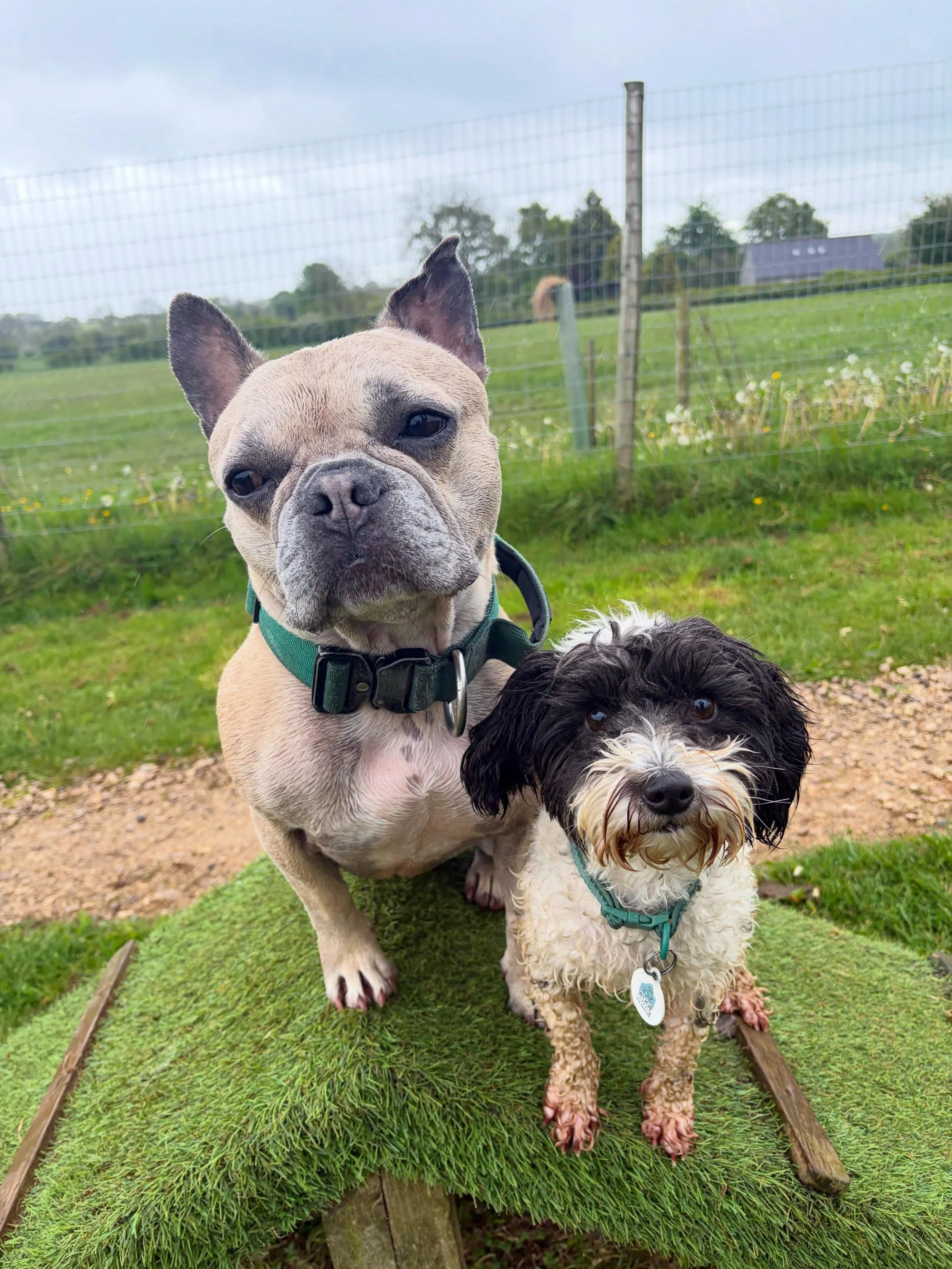 Just some of my favourite recent pictures of the lovely faces that keep me busy and my heart full ❤️🐾

#doggydaycare #dogadventure #dogwalkers #lakedistrictdogs