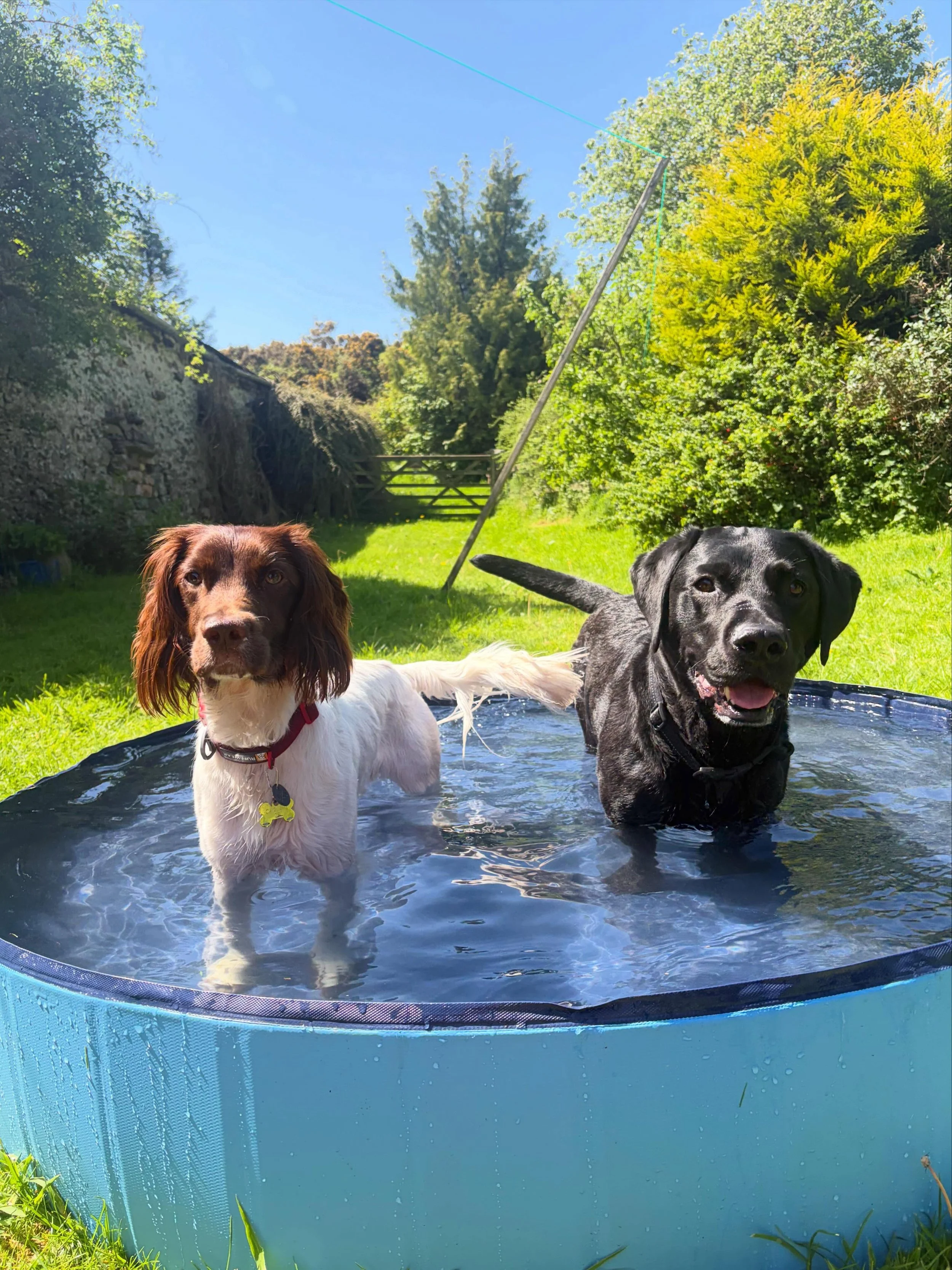 Too hot for big adventures today ☀️🥵

The dog park was booked, the river was planned&hellip; but It was just too warm and we want happy dogs, not poorly dogs❤️ 
So we swapped the walks for paddling pools, enrichment, treats, pottering in and out the