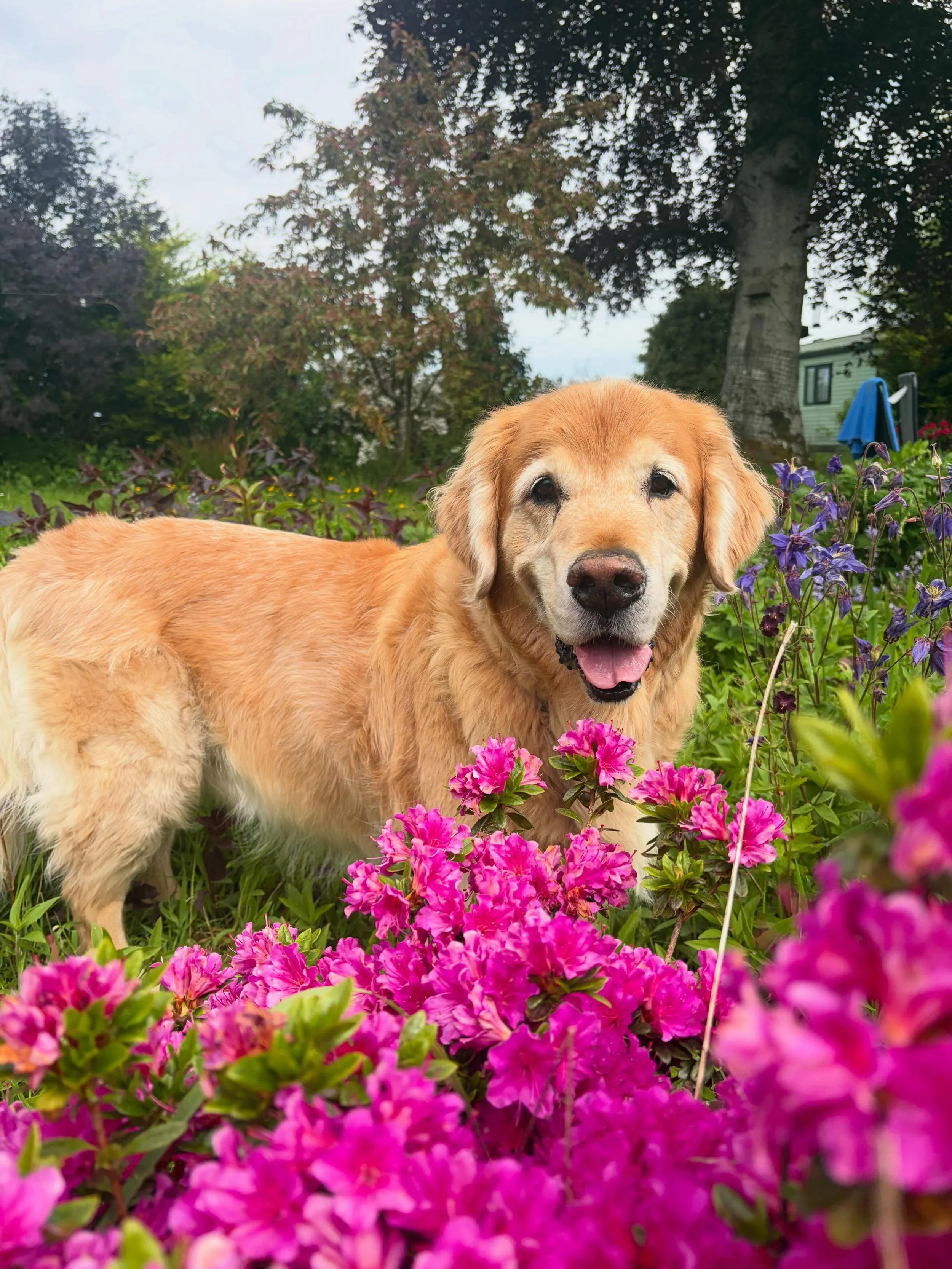 My camera roll is full of dogs living their best lives these days and I wouldn&rsquo;t have it any other way ❤️🐾📸

#dogphotography #dogwalker #dogadventure