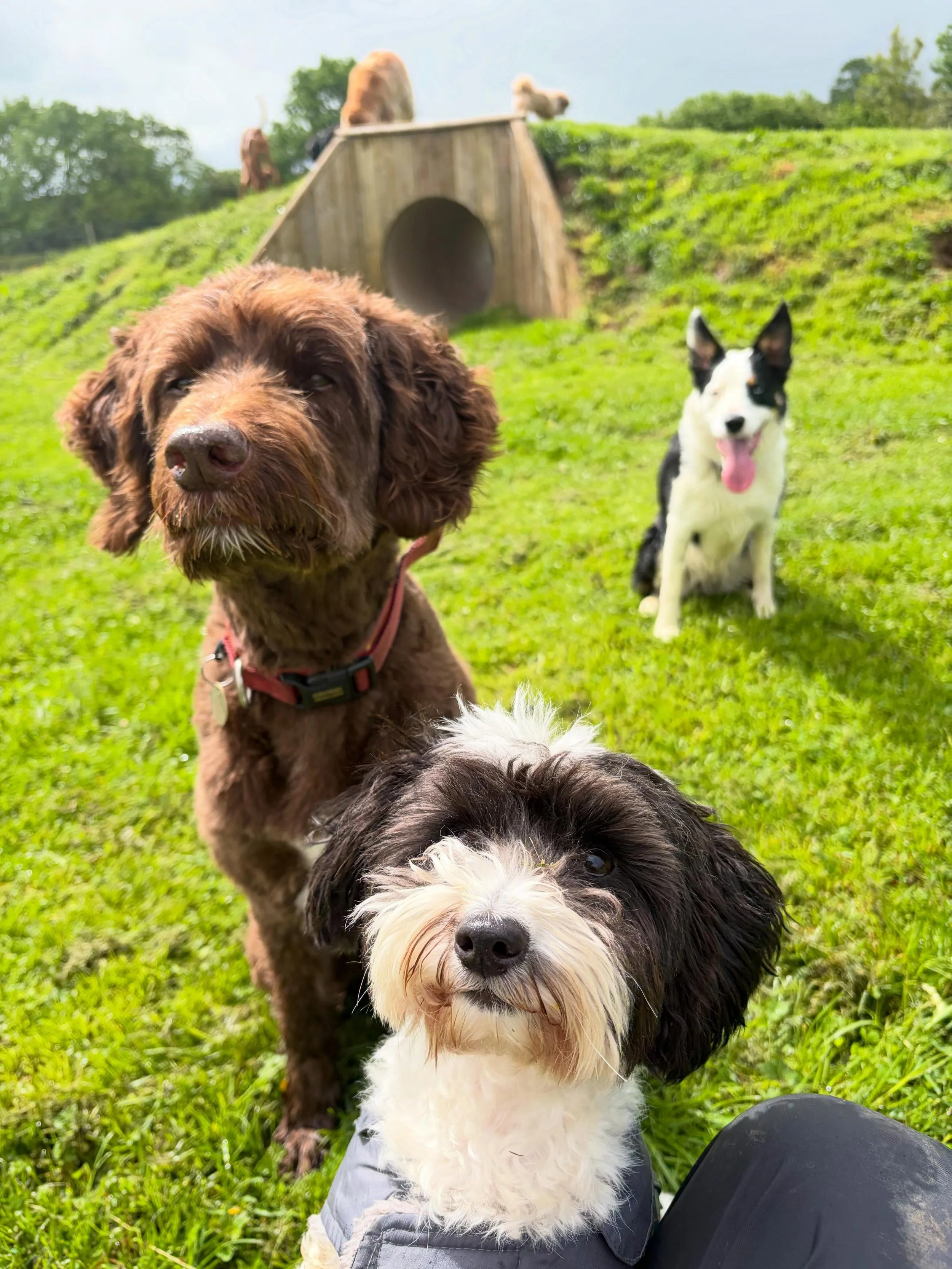 The rain didn&rsquo;t stop our fun today 🐾❤️ 

#dogadventure #doggydaycare #dogwalking